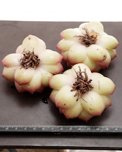 カット苗 ペニンシュラローズ 大株 Echeveria 'Peninsula Rose'