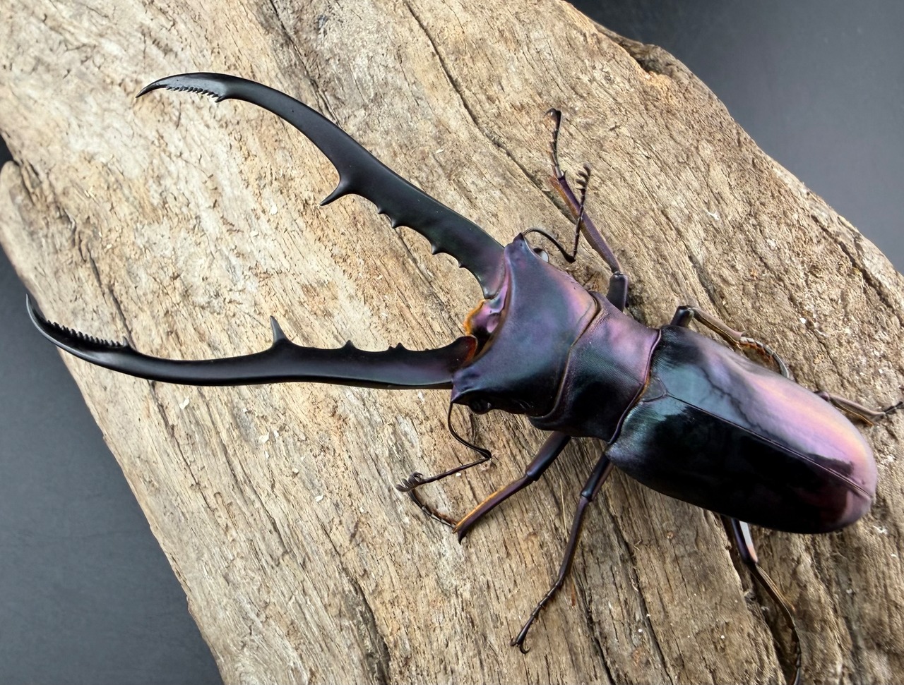 【美麗】《メタリフェルホソアカ亜種finae 74mm ペア》わたくわ氏ブリード個体