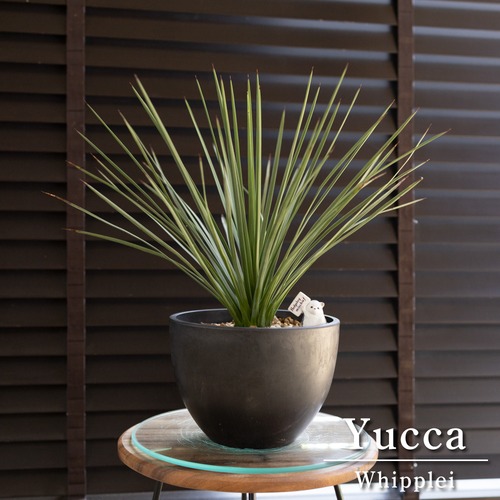 ユッカ ウィップレイ 南国 耐寒性 常緑低木 樹脂鉢 ロストラータ 地植えもできる人気の植物 0413BK