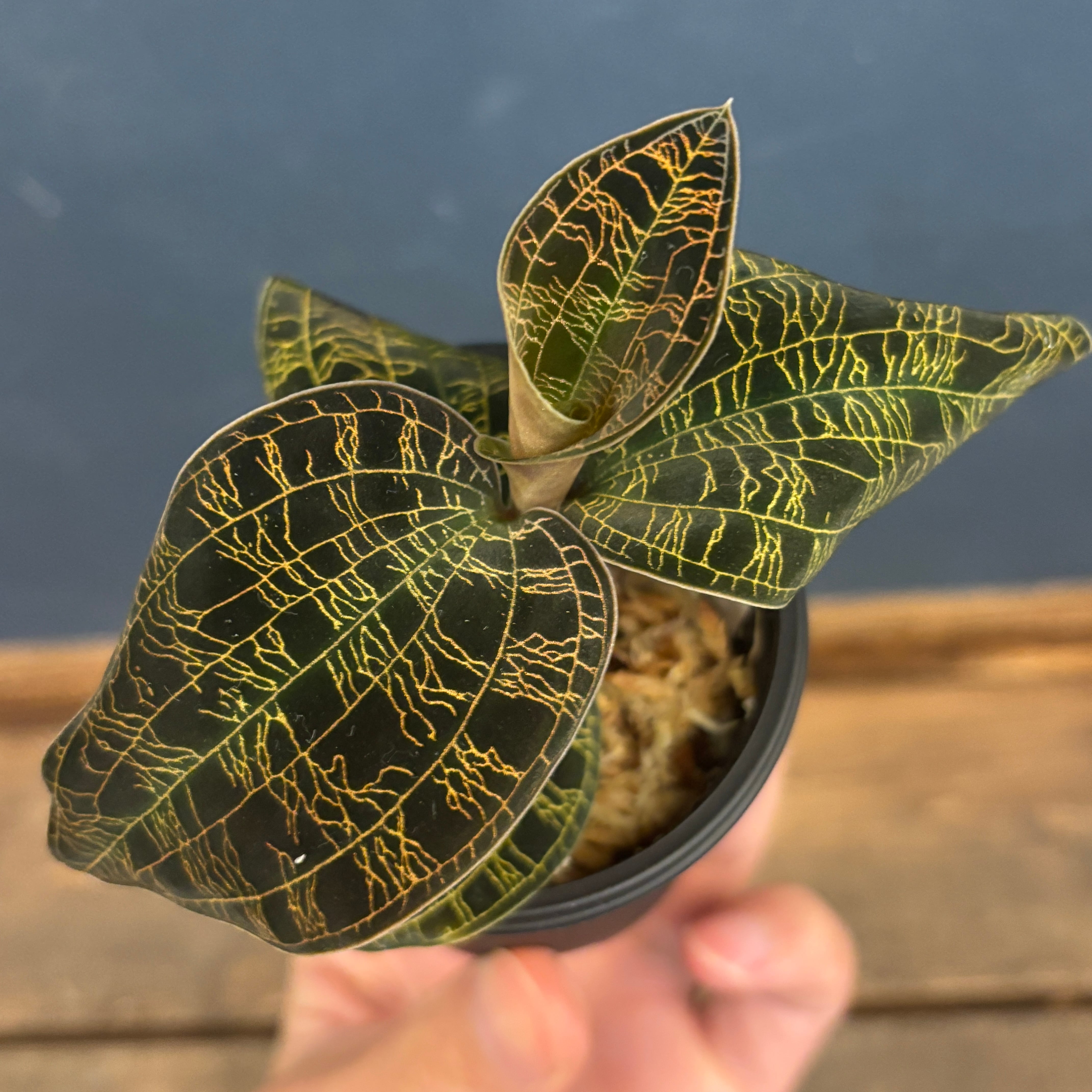 ジュエルオーキッド マコデスペトラ black type【920】