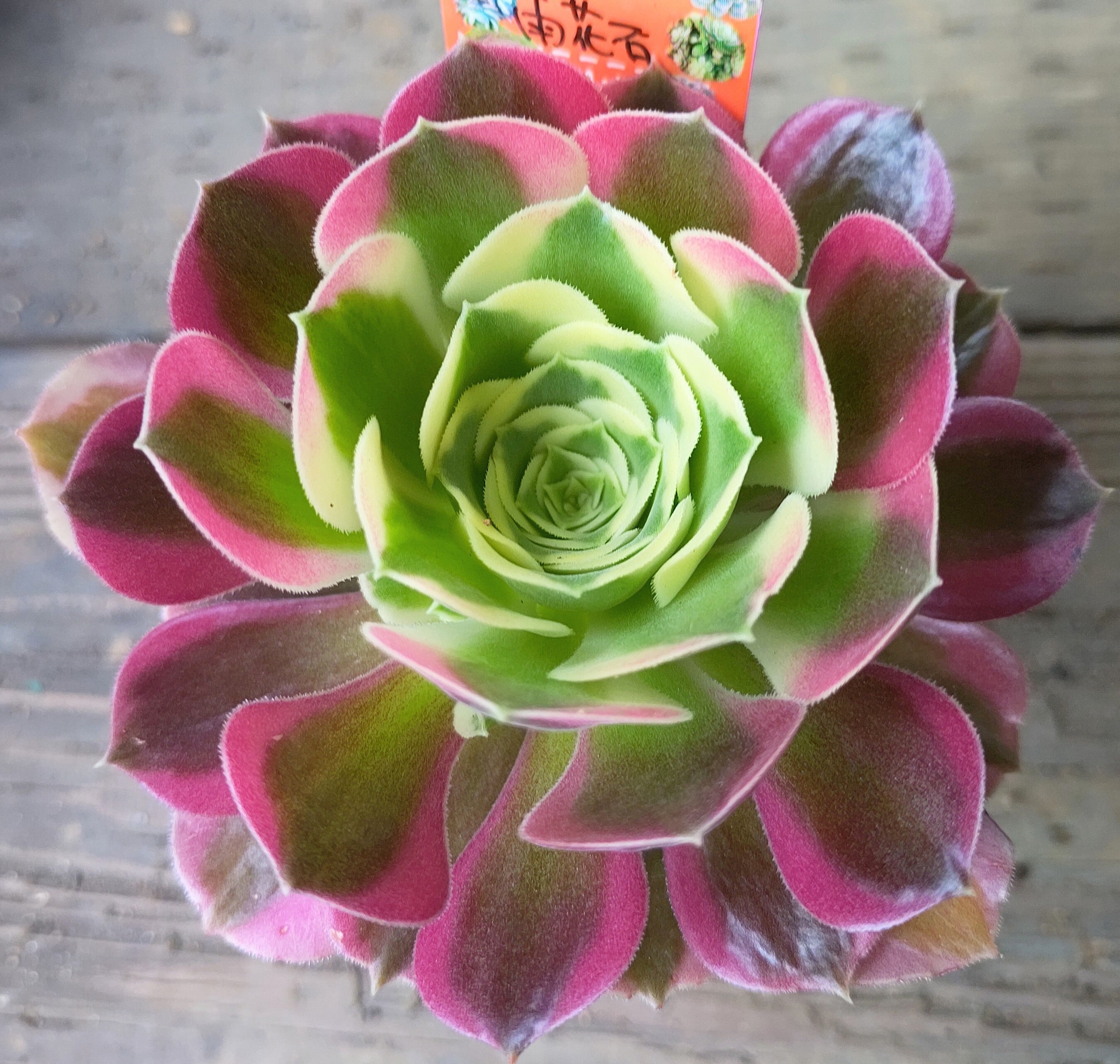 雨花石(アエオニウム) | RuPo 多肉植物専門店