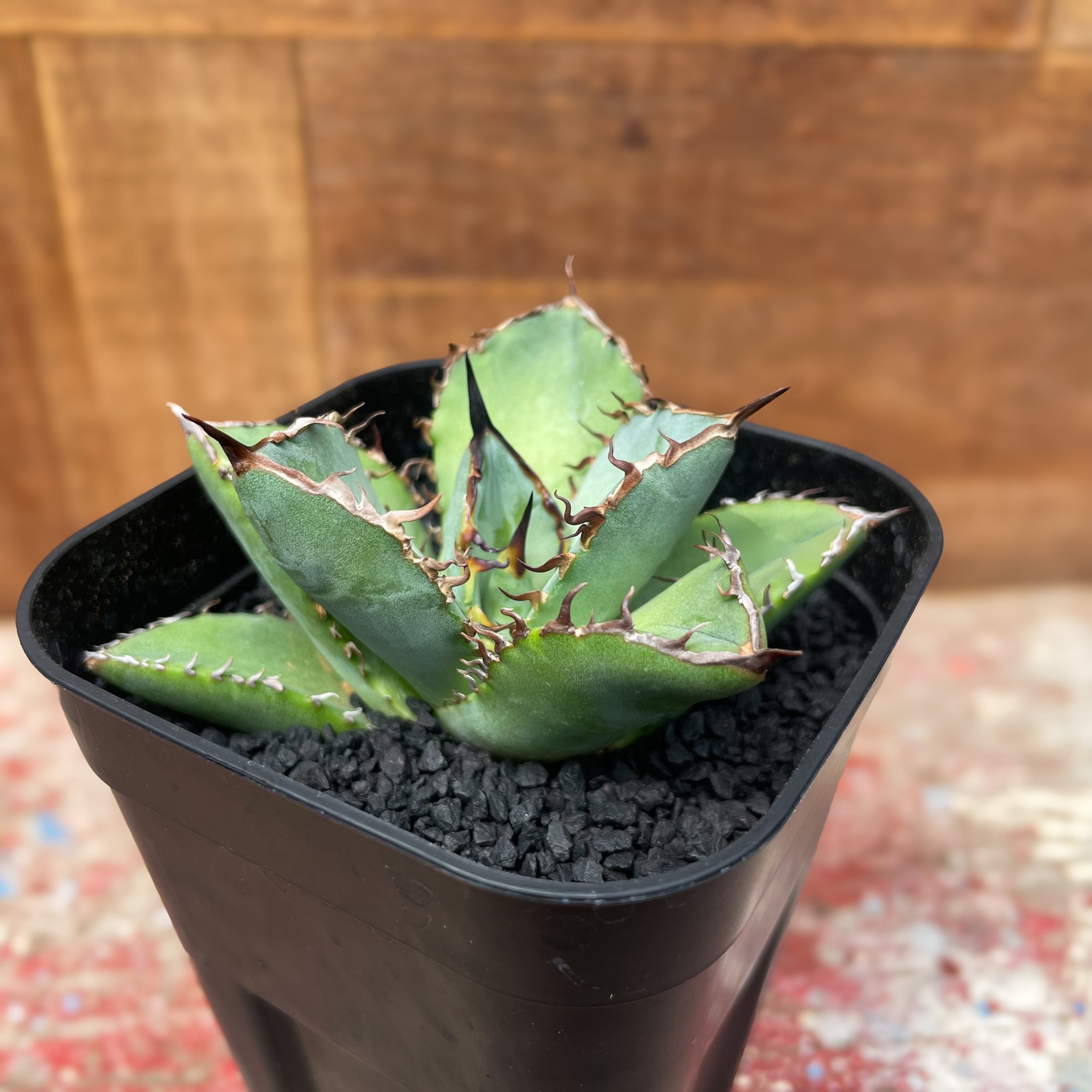 ea650ff88a3743f6858e984e9f4706  