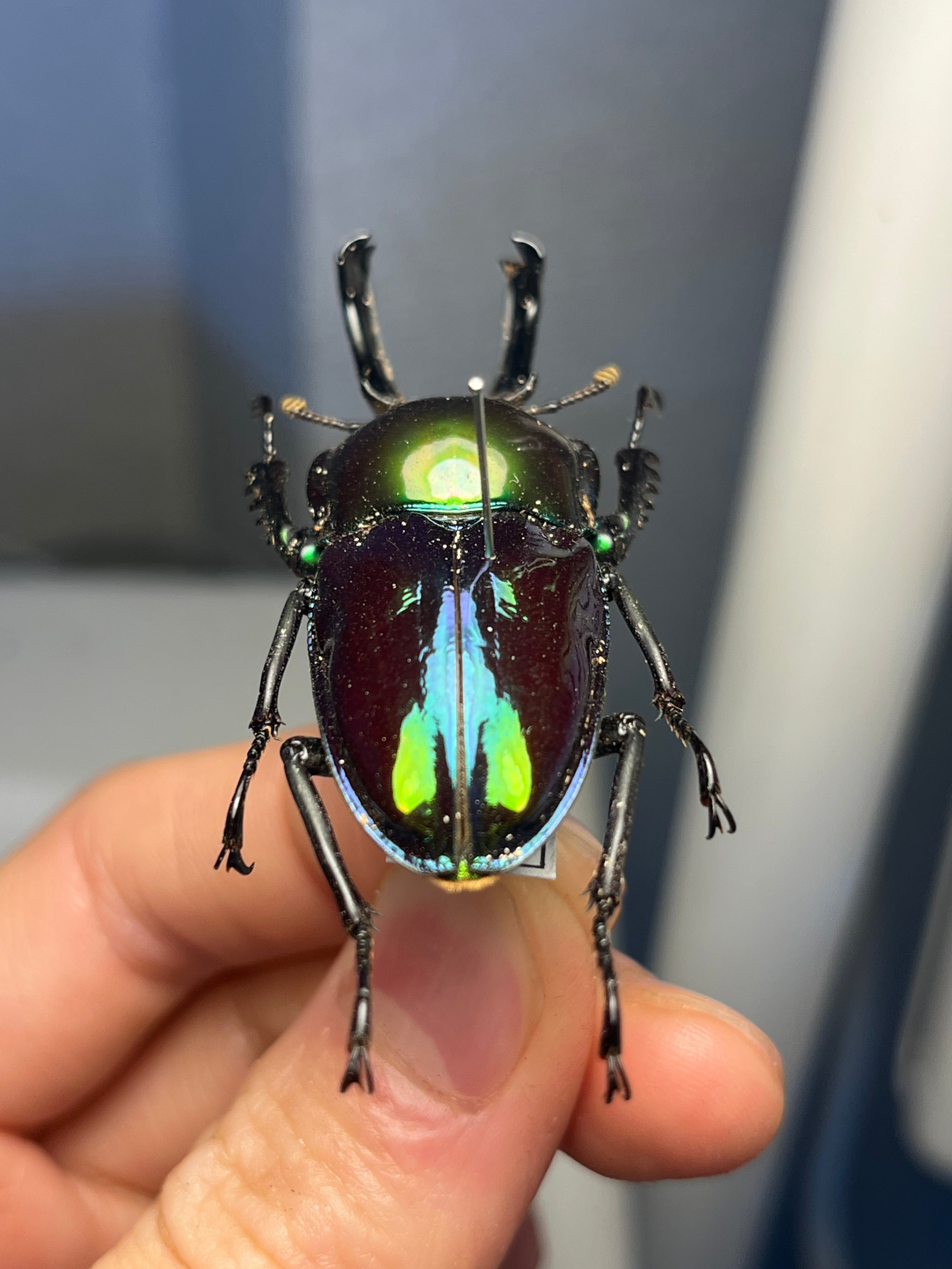 【標本】ニジイロクワガタ オウゴンオニクワガタ ピカール血統 エラフスホソアカ 標本】ニジイロクワガタ オウゴンオニクワガタ ピカール血統 エラフス