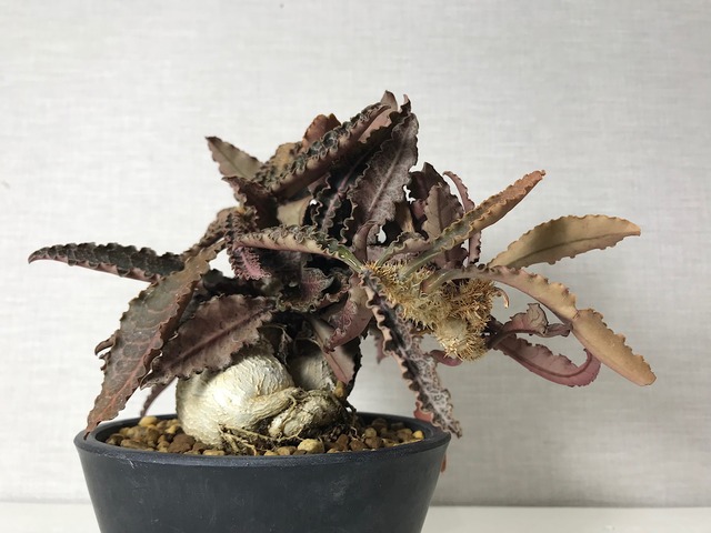 ユーフォルビア フランコイシー