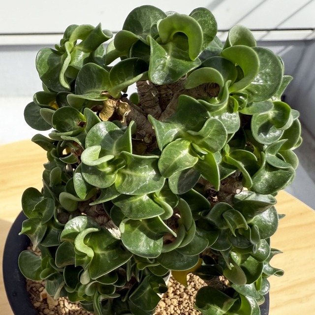 アデニウム　巻葉