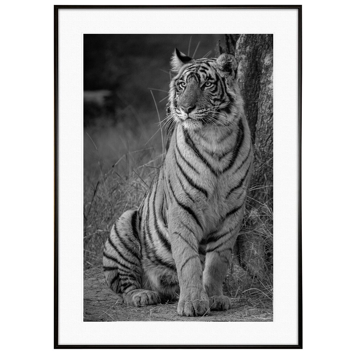 動物写真 トラ(虎) インテリア モノクロアートポスター額装 AS0151
