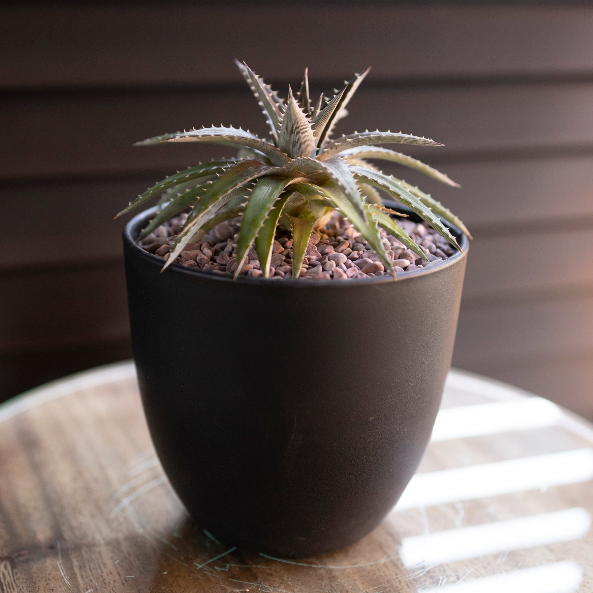 Dyckia ディッキア ハイブリッド 交配種 子株付き 多肉植物 サボテン