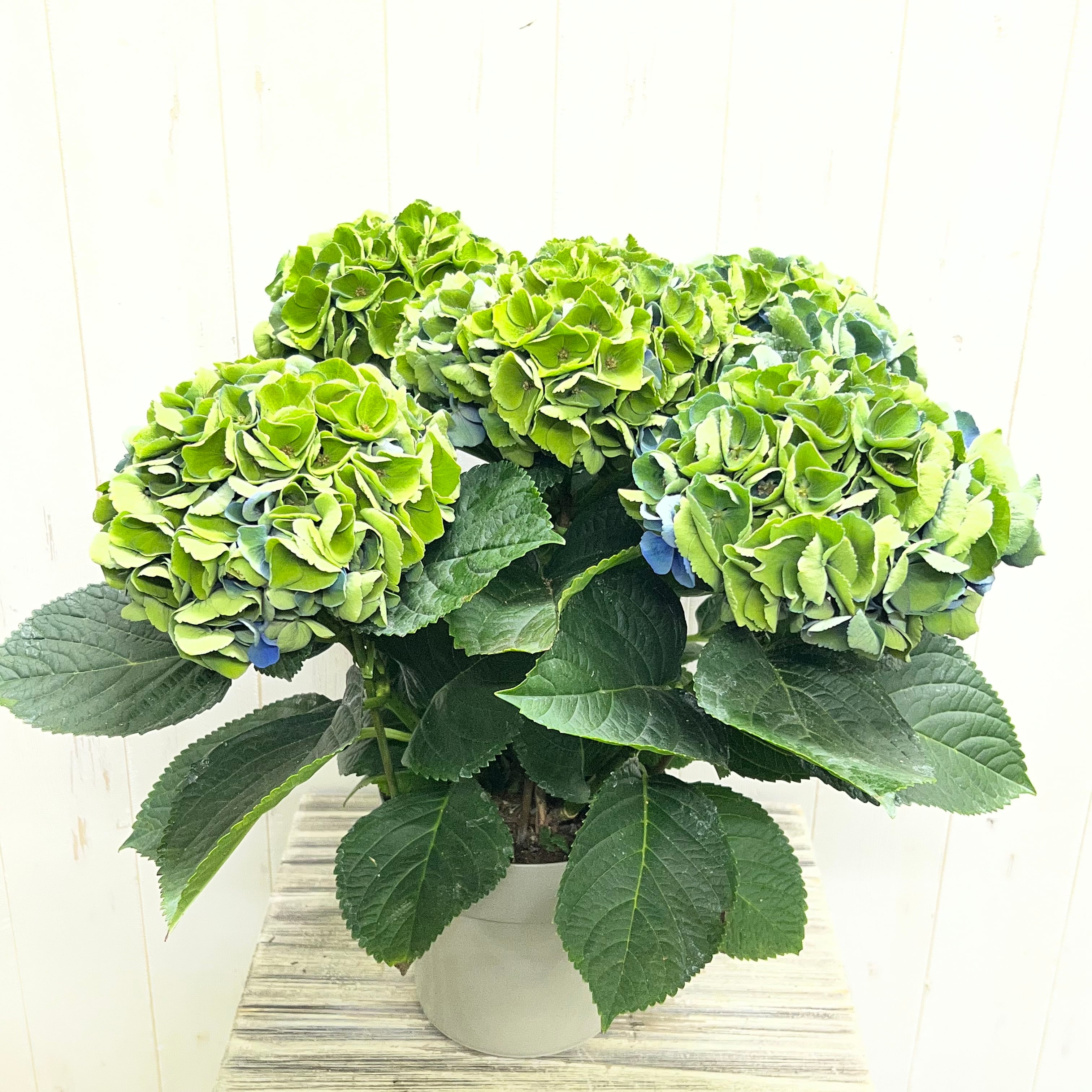 PLANTS SHOP OLIVE