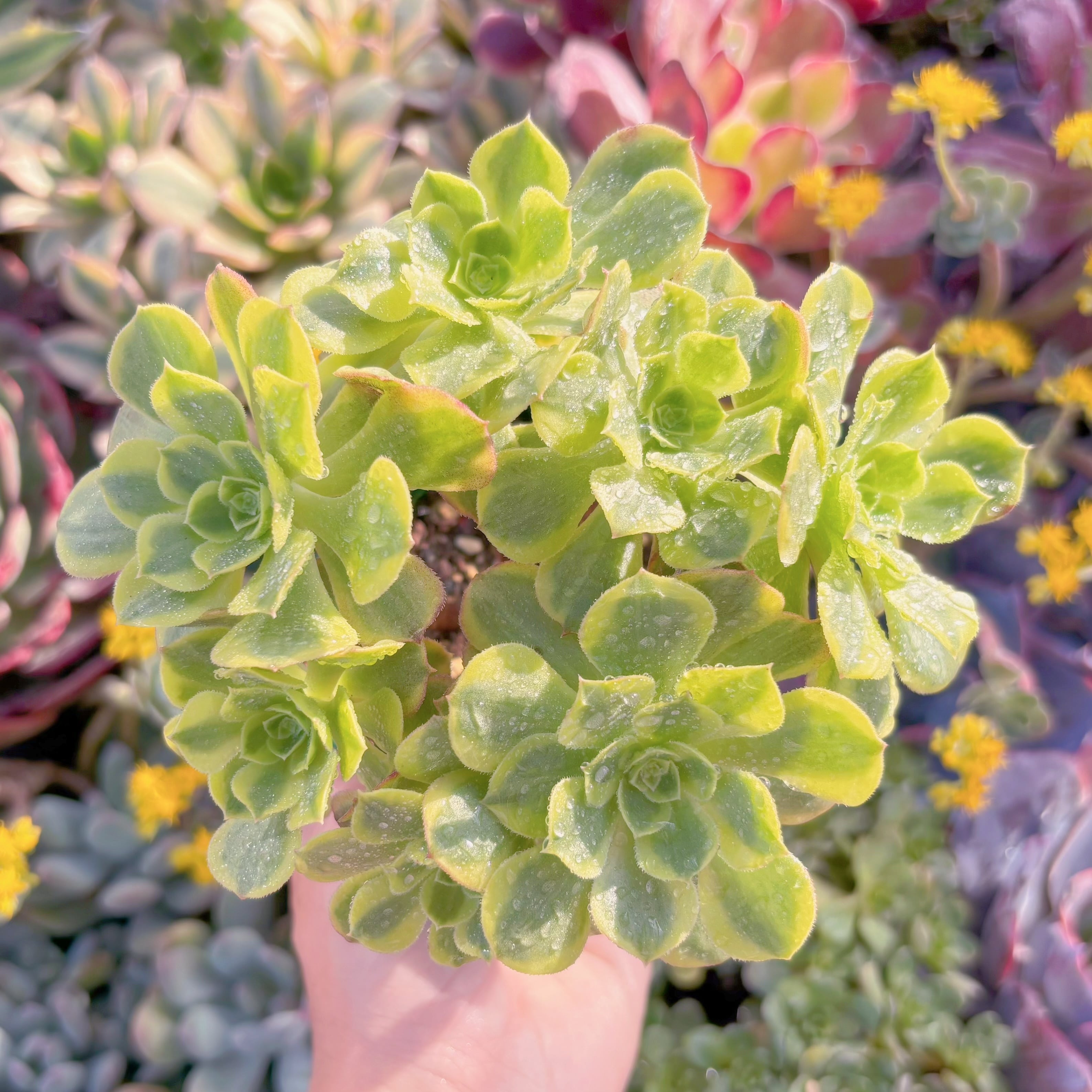 現品　海王変異#F081　群生　るる農園