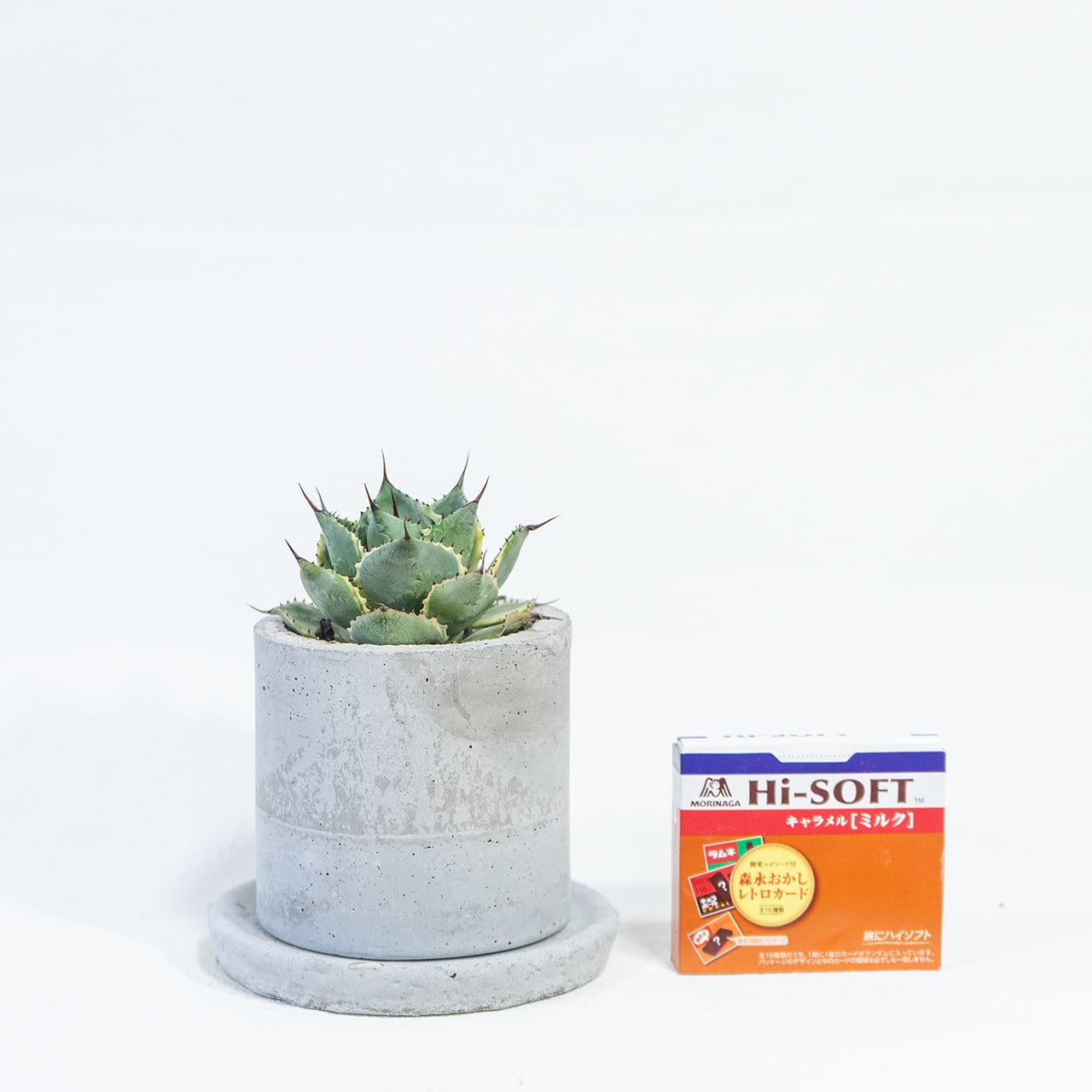 アガベ・風雷神錦　白斑が映える丸いロゼット型　風合いあるモルタル鉢でスタイリッシュに