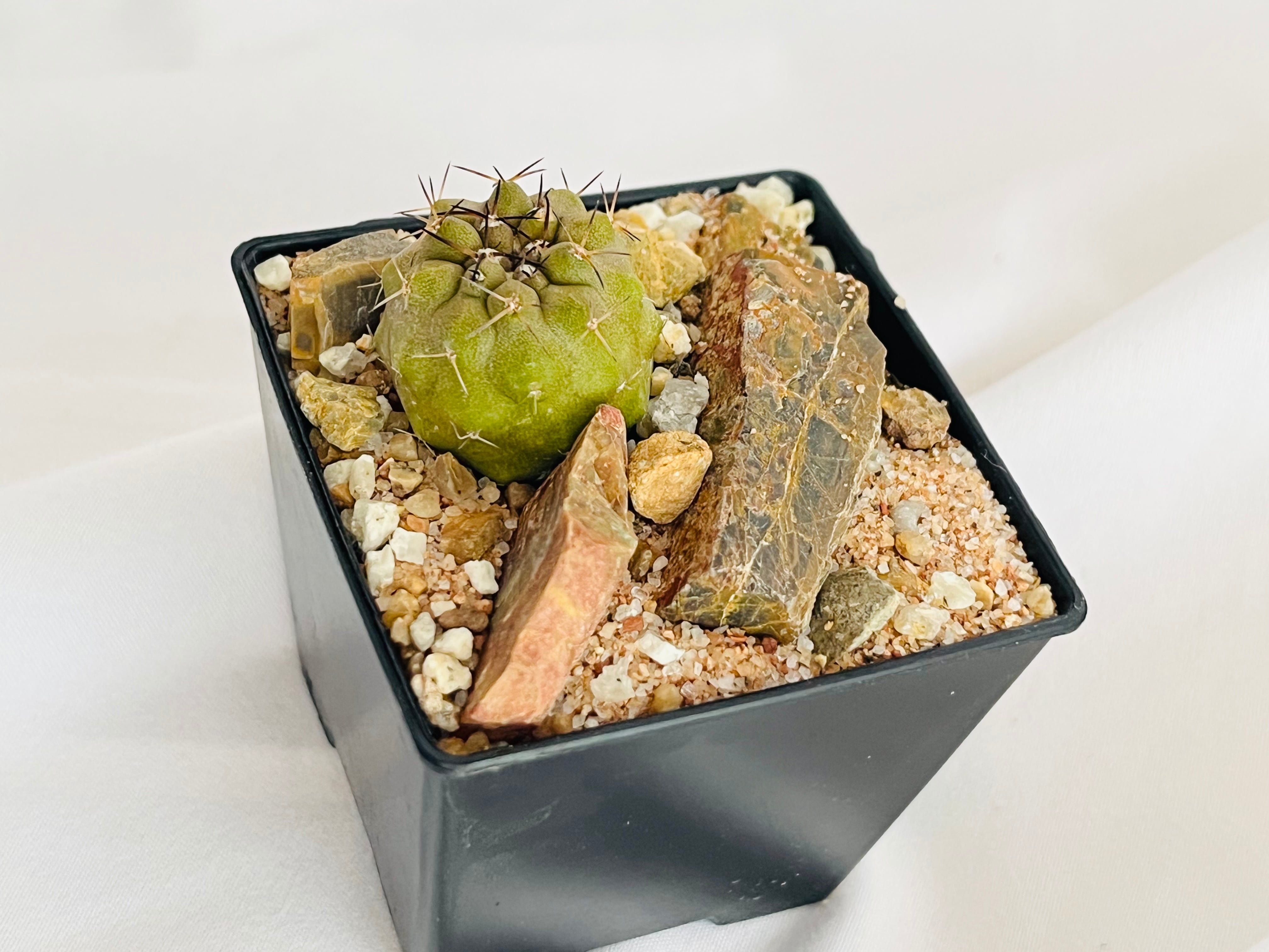Copiapoa cinerea var. columna-alba コピアポア コルムナアルバ Copiapoa cinerea var. columna-alba コピアポア コルムナアルバ