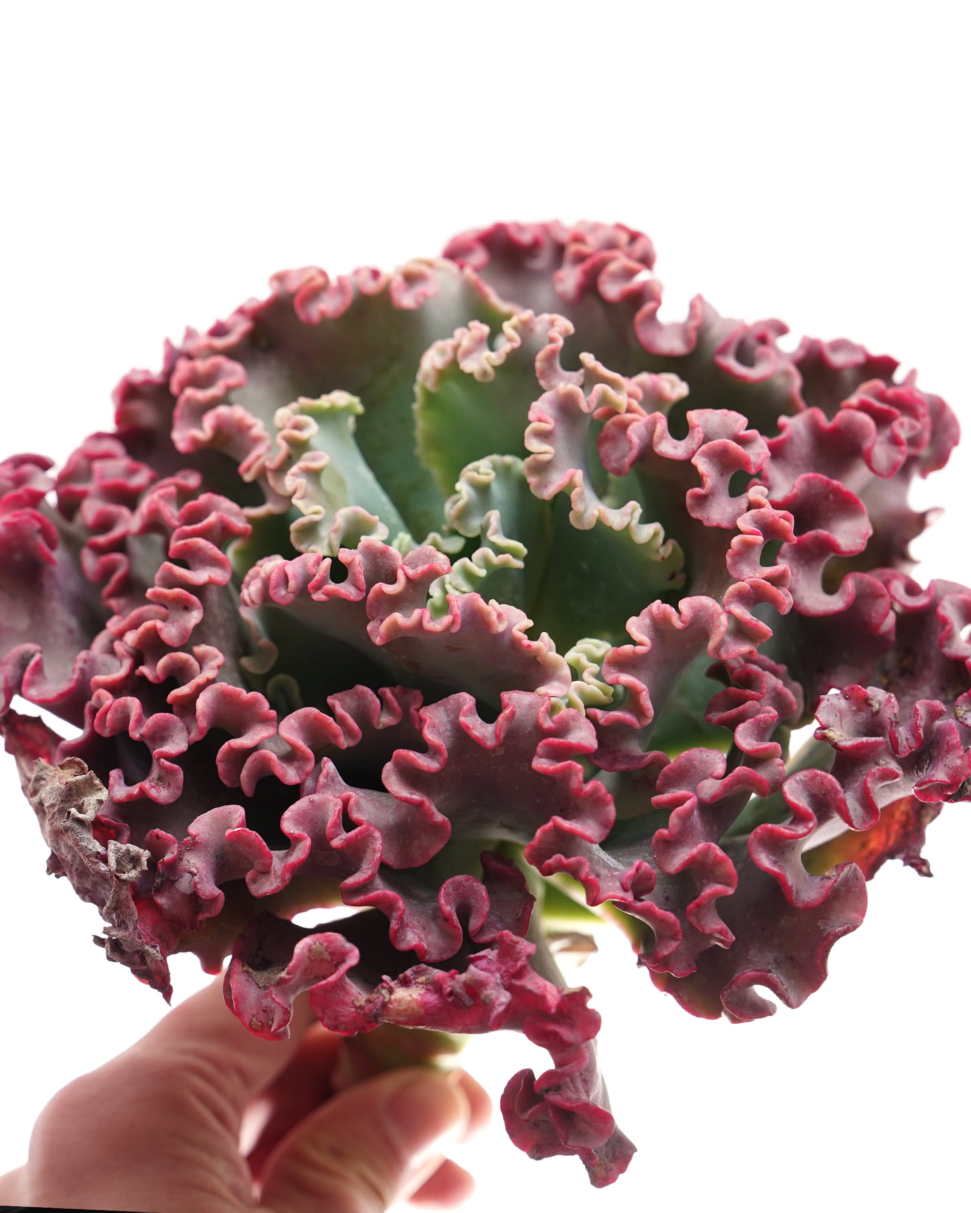 カット苗 メリディアン XL 18cm大株 Echeveria 'Meridian' | PUKUBOOK