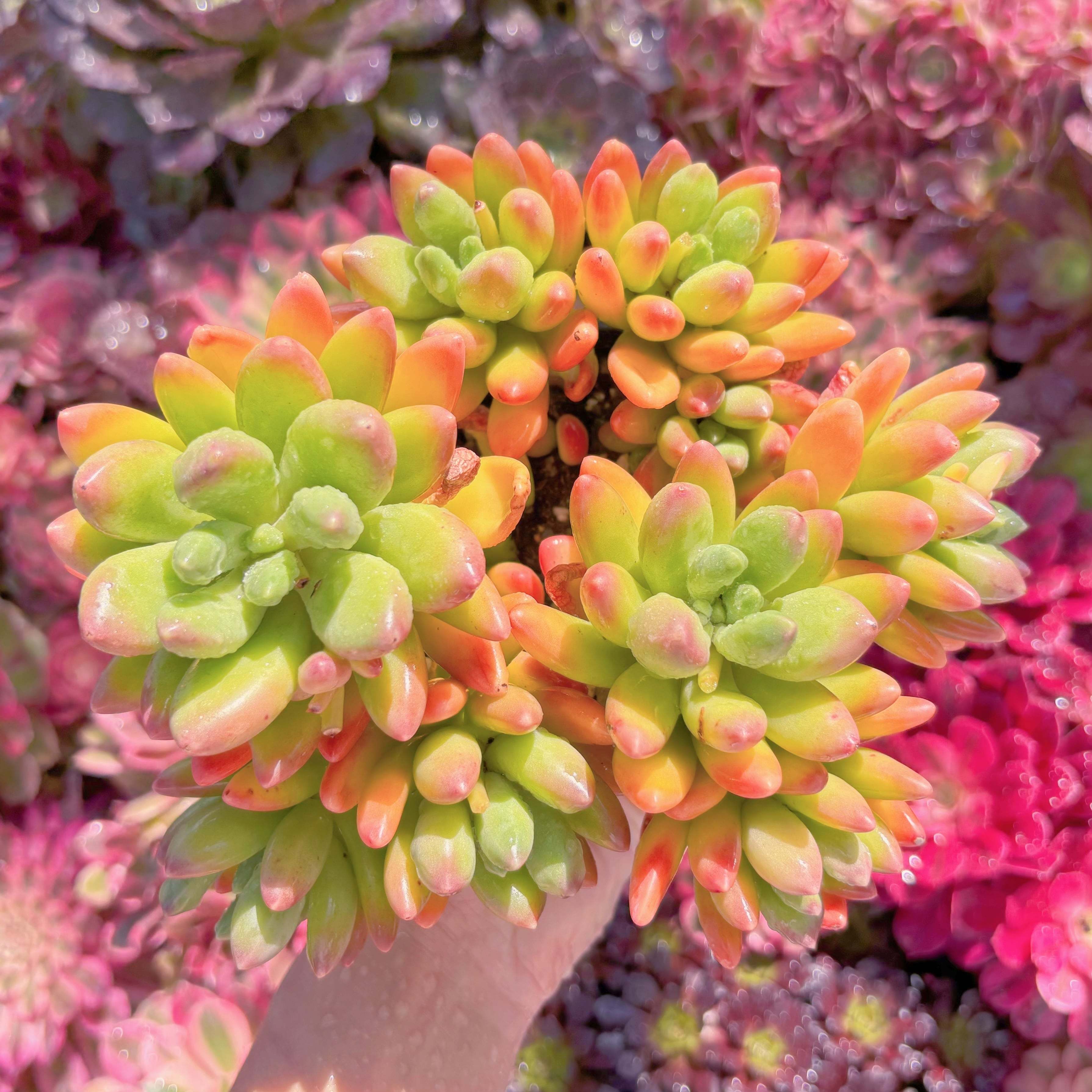 現品　マンゴーミルク#A32　大群生　美苗　希少　新入荷　るる農園