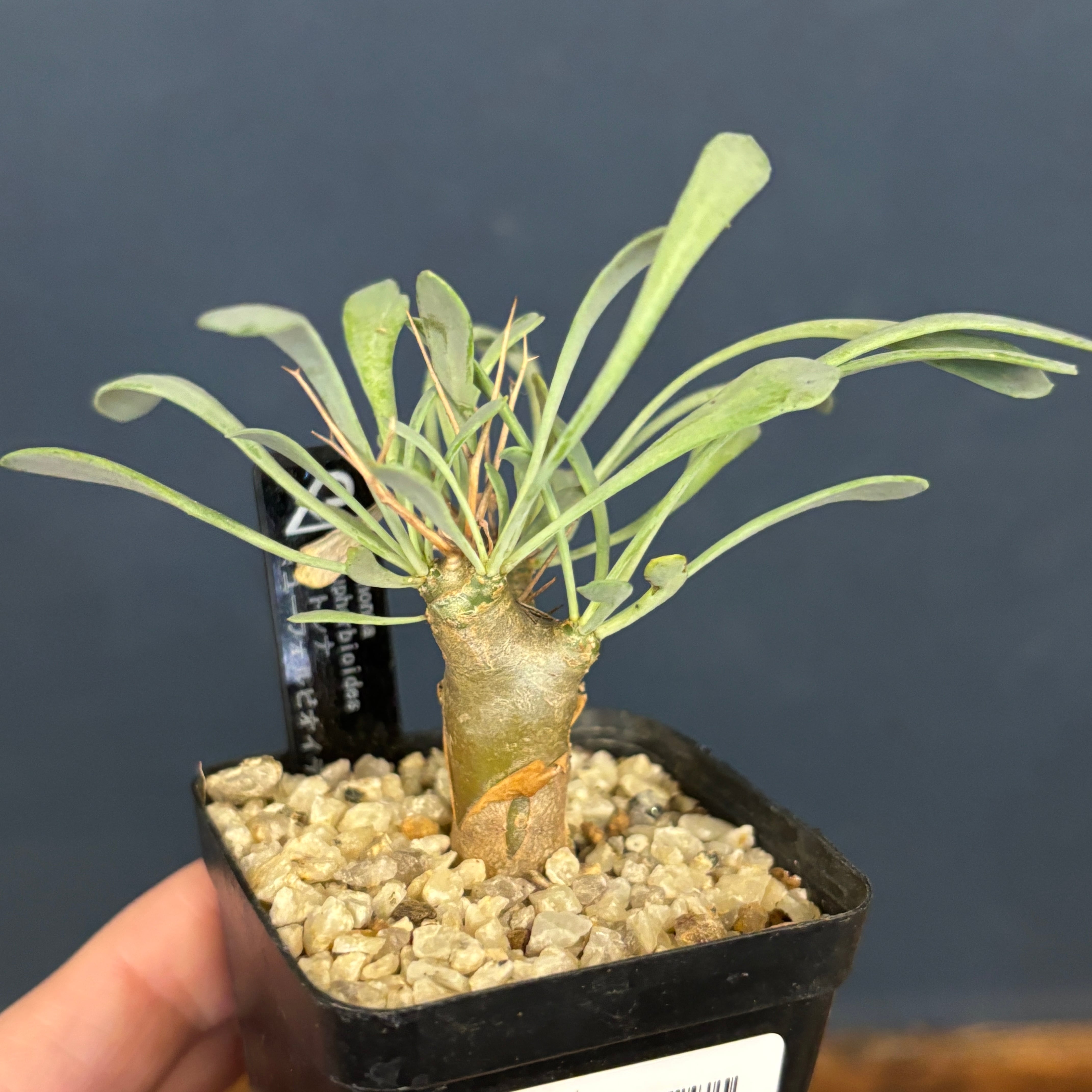 オトンナ ユーフォルビオイデス【926】 | PROTOLEAF プロトリーフ