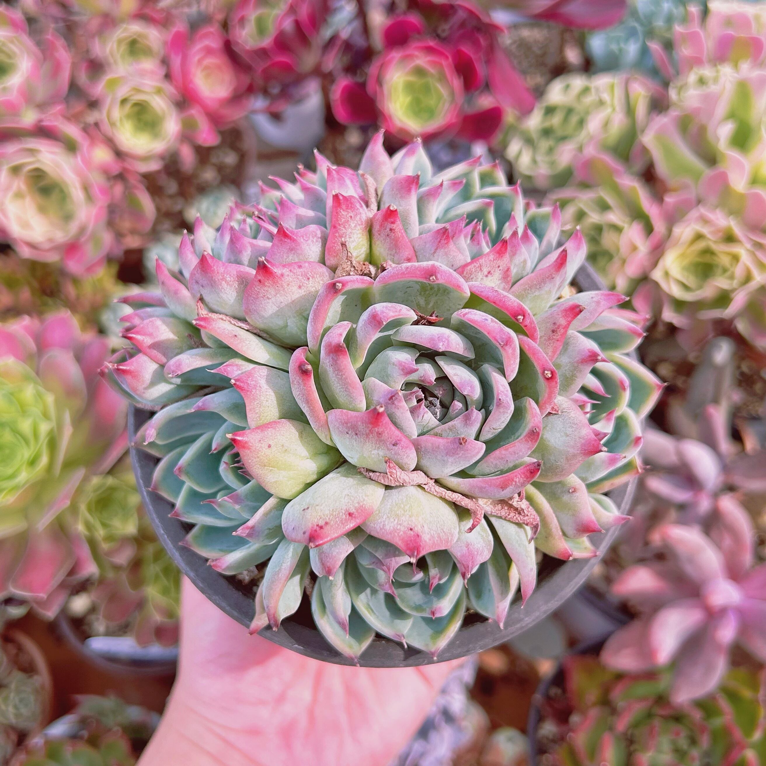 現物　多肉植物　Lindsay  特特大