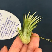 チランジア　イオナンタ　アルボマルギナータ【687】