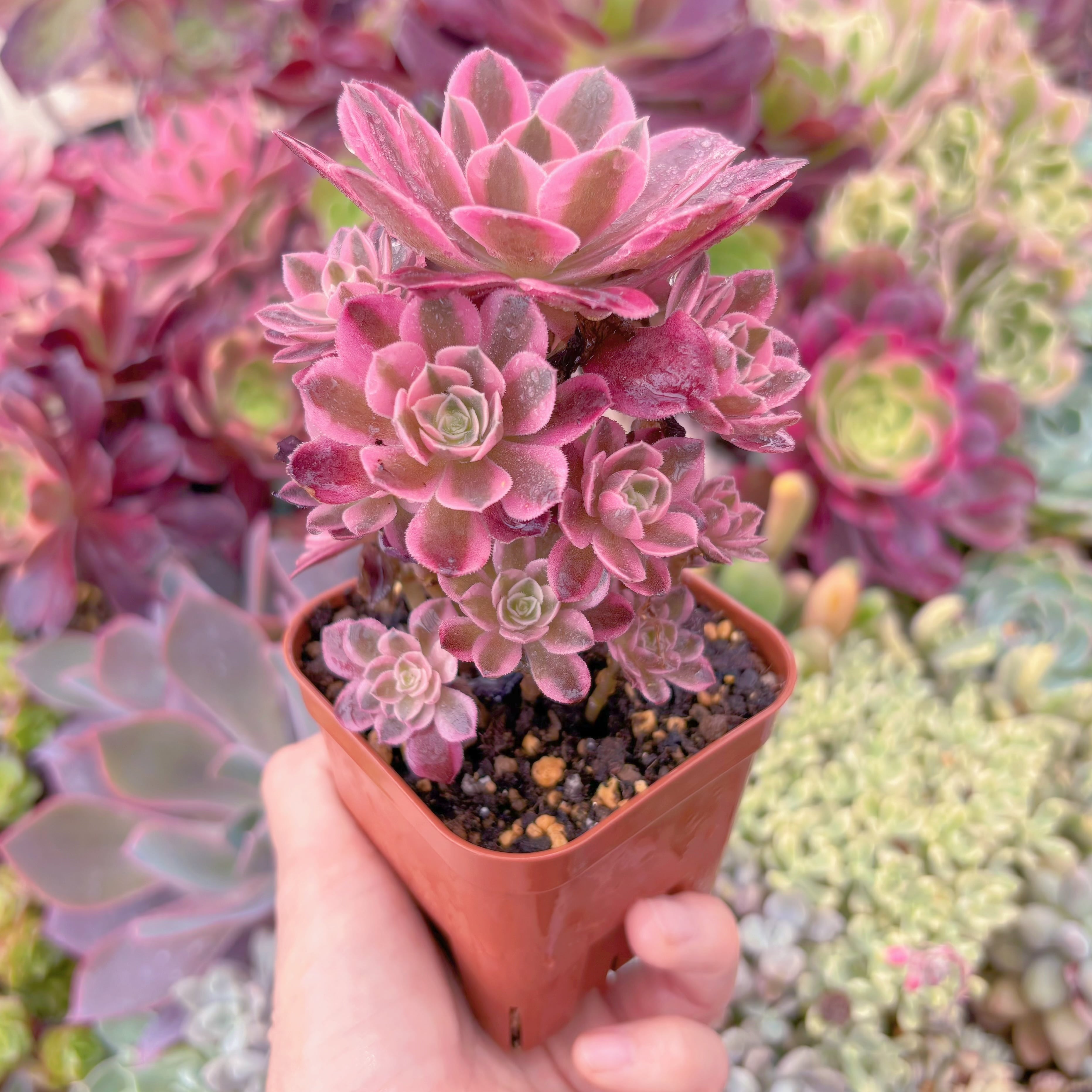 現品　アフラダイティ#597　群生　るる農園