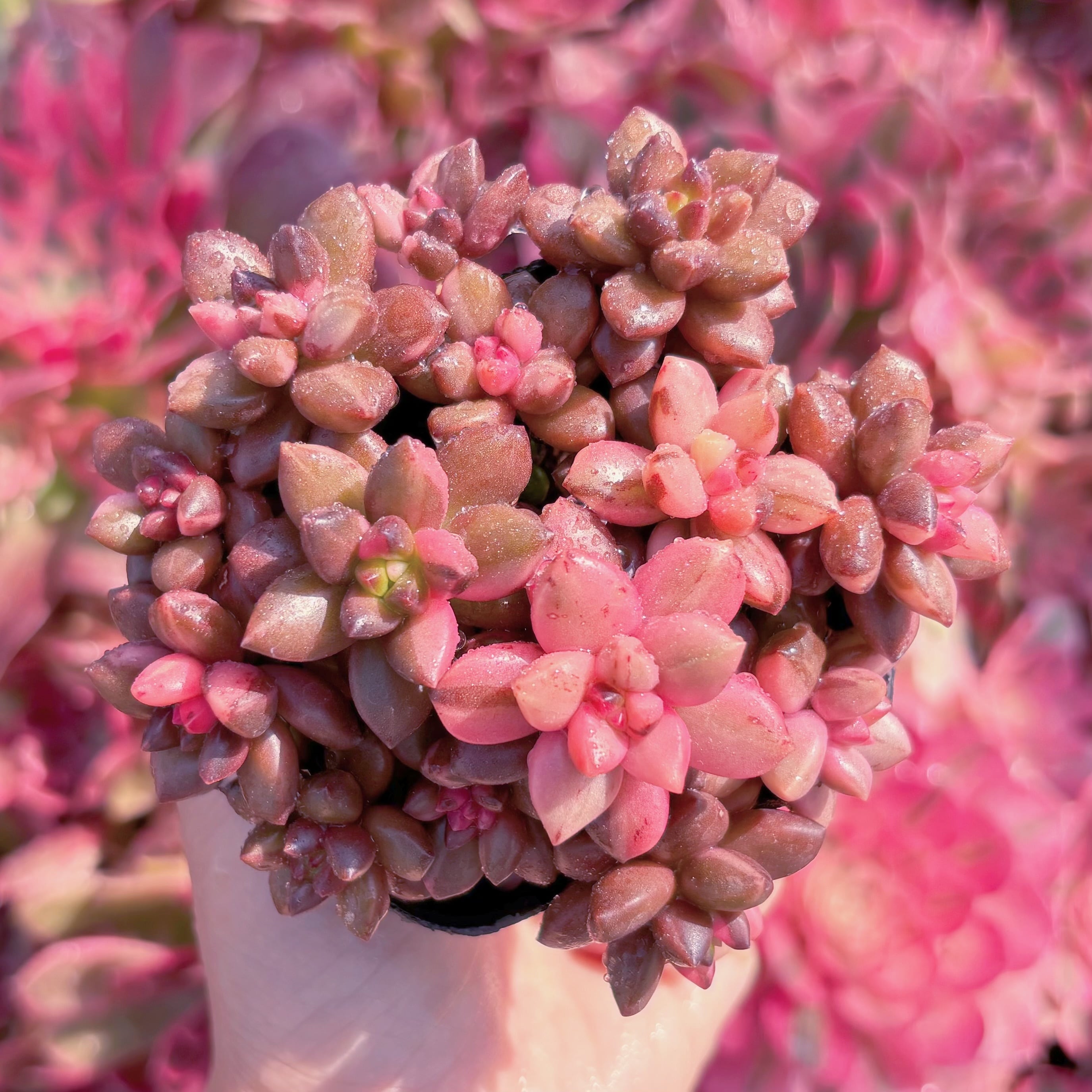 現品　黒美人錦#022　るる農園