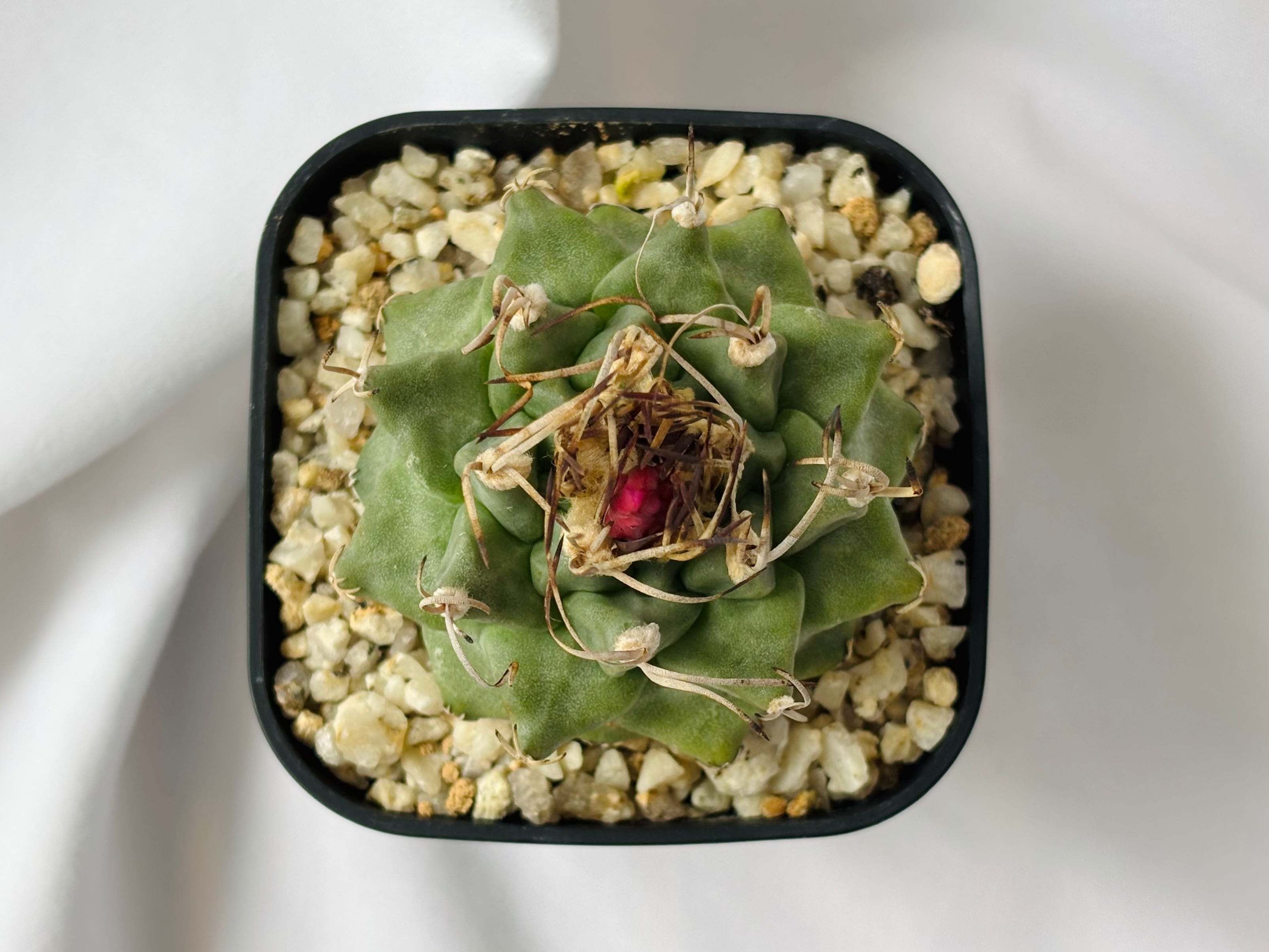 Turbinicarpus alonsoi ツルビニカルプス アロンソイ サボテン