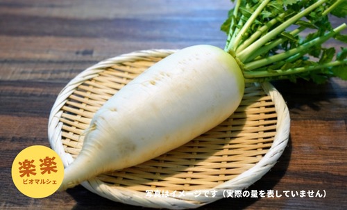 大根（ミニ）１本