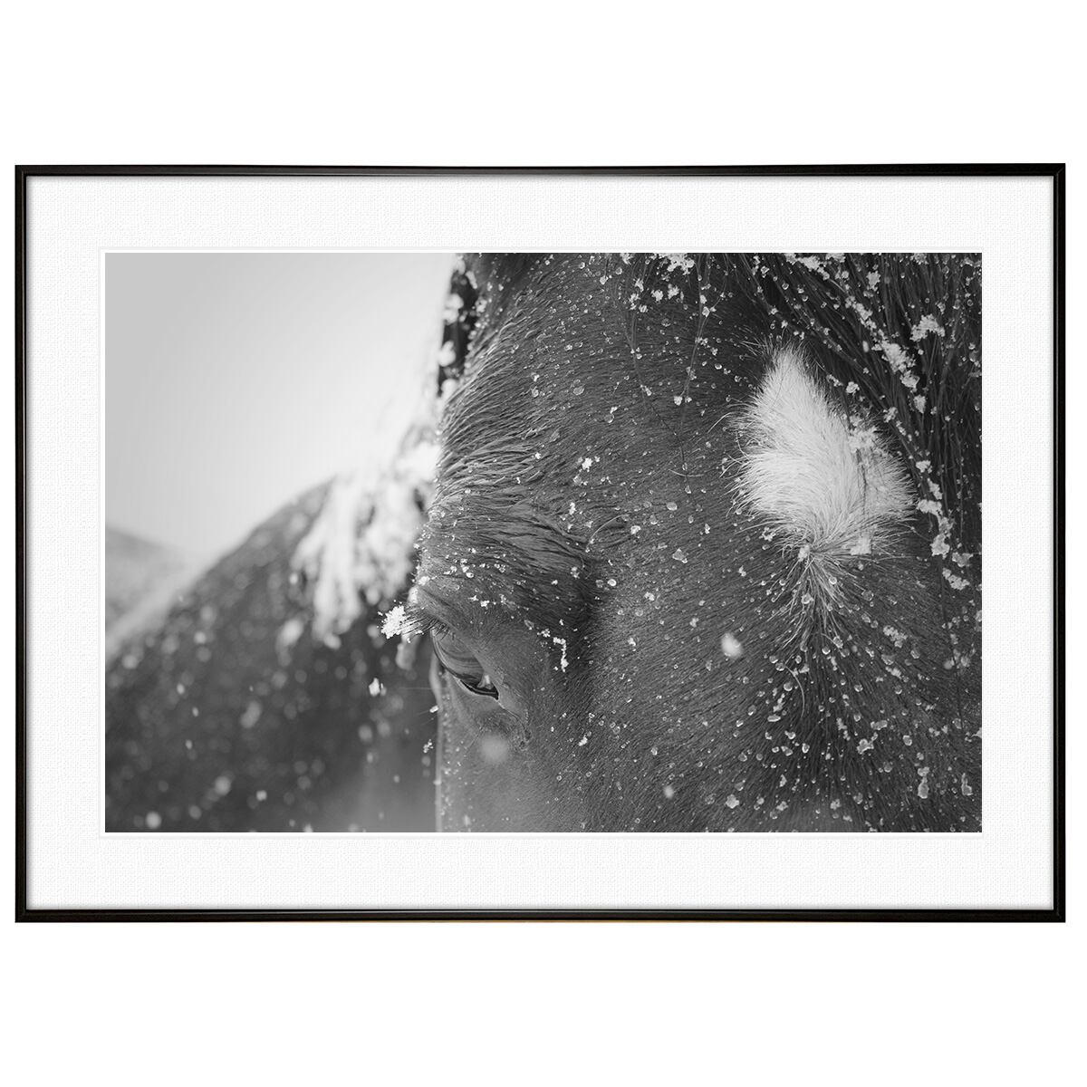 冬写真 雪の中の馬 インテリア モノクロアートポスター額装 AS1006