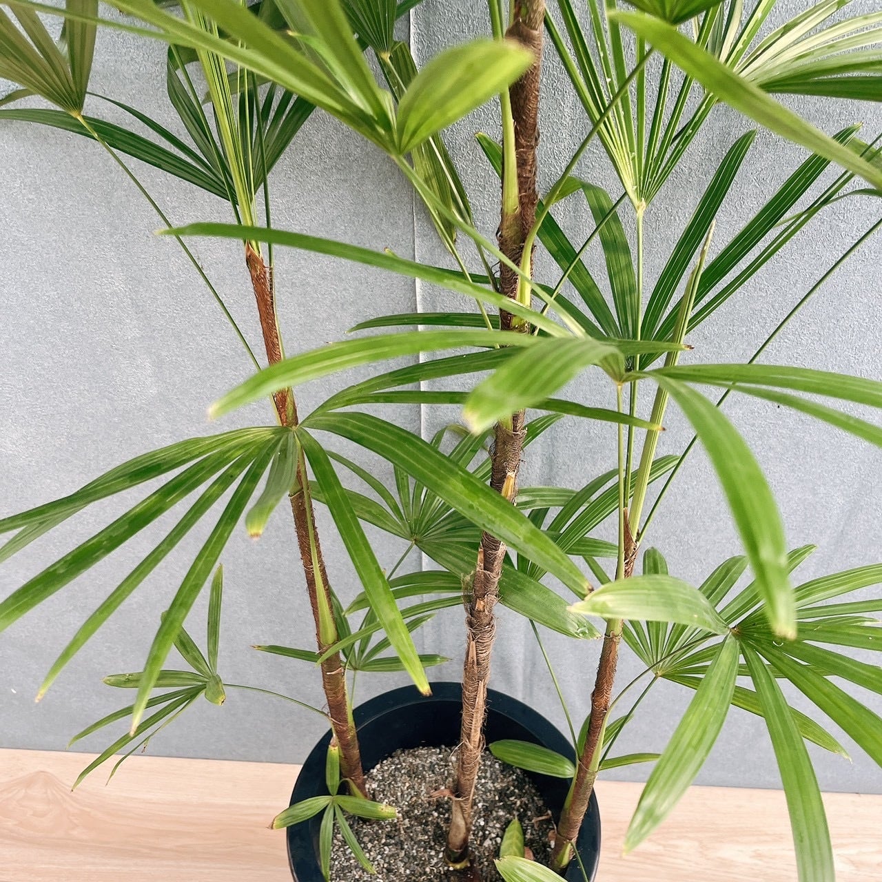 現品］シュロチク 8号 観葉植物 屋外 室内 大型 おしゃれ ヤシ 棕櫚竹