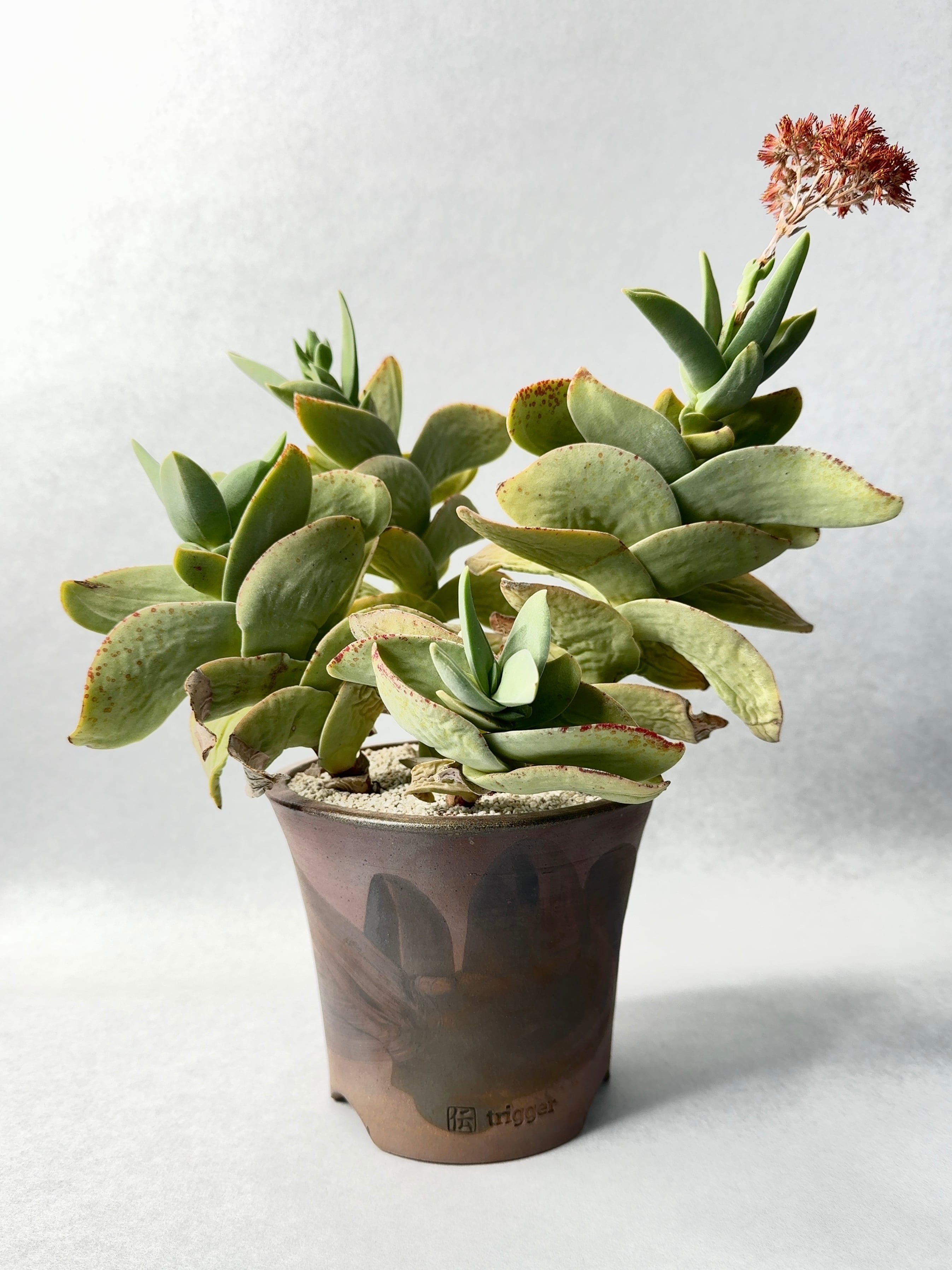 クラッスラ・神刀