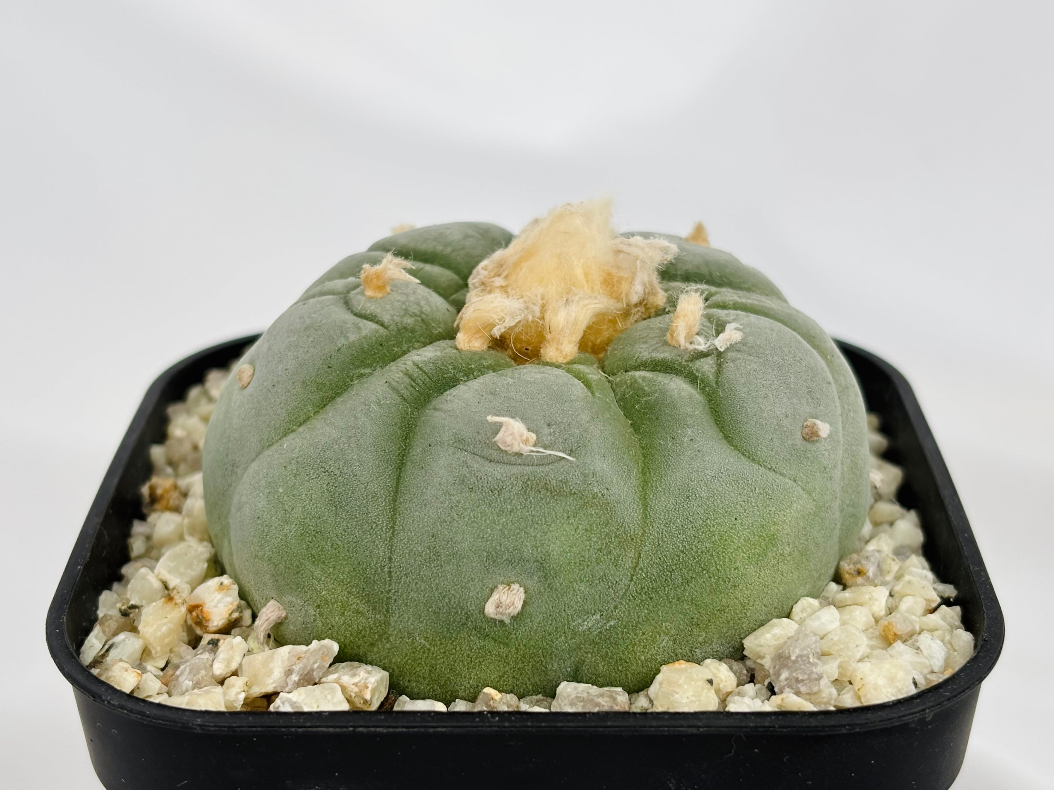Lophophora williamsii var. decipiens ロフォフォラ 大疣銀冠玉