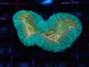 【一ヶ月熟成】Lobophyllia Corymbosa 2