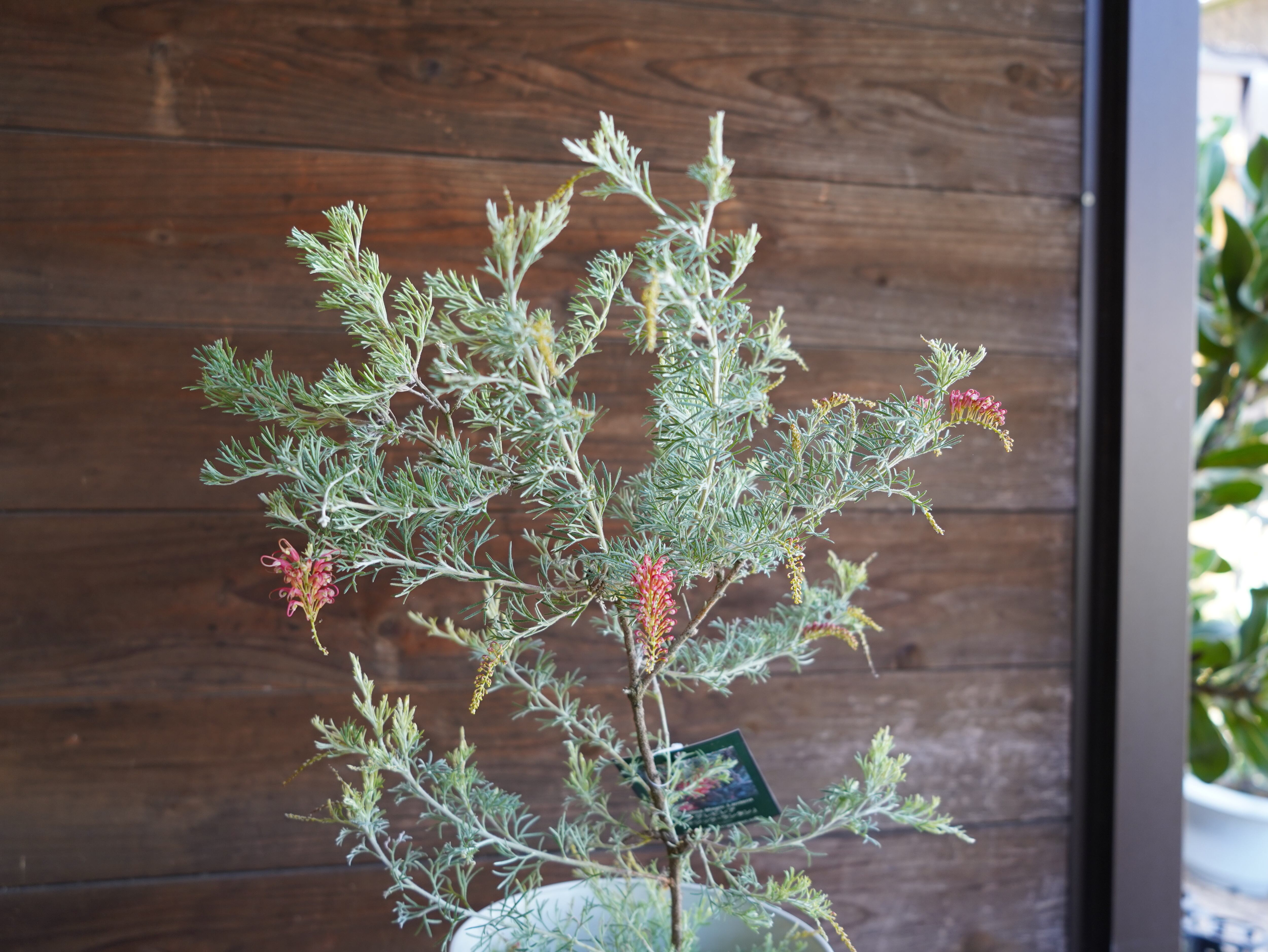 【現物】グレビレア　”マジックランタン”