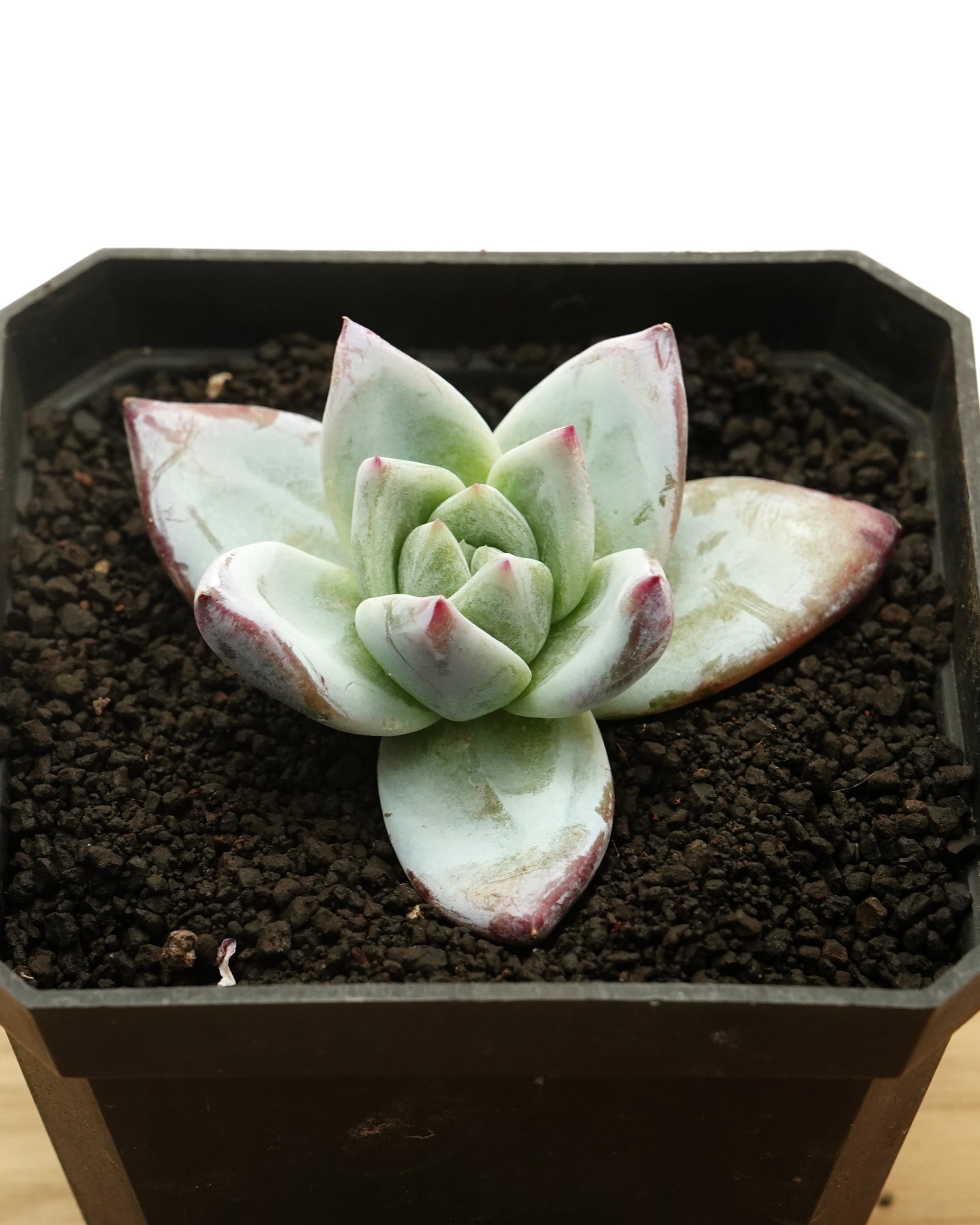 抜き苗 ダドレア グノマ Dudleya gnoma | PUKUBOOK SUCCULENTS