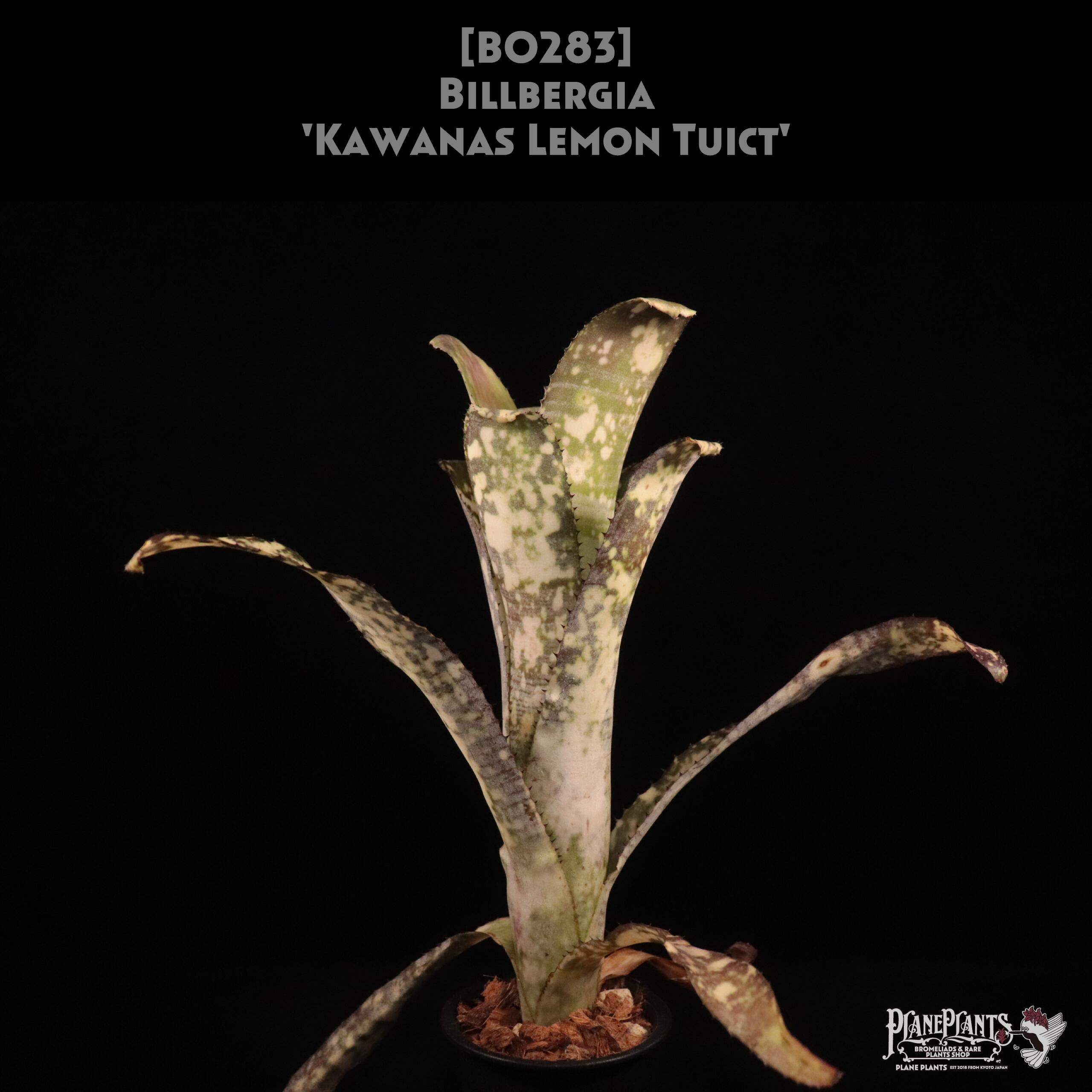 reserved】Billbergia 'Kawanas Panache'〔ビルベルギア〕現品発送