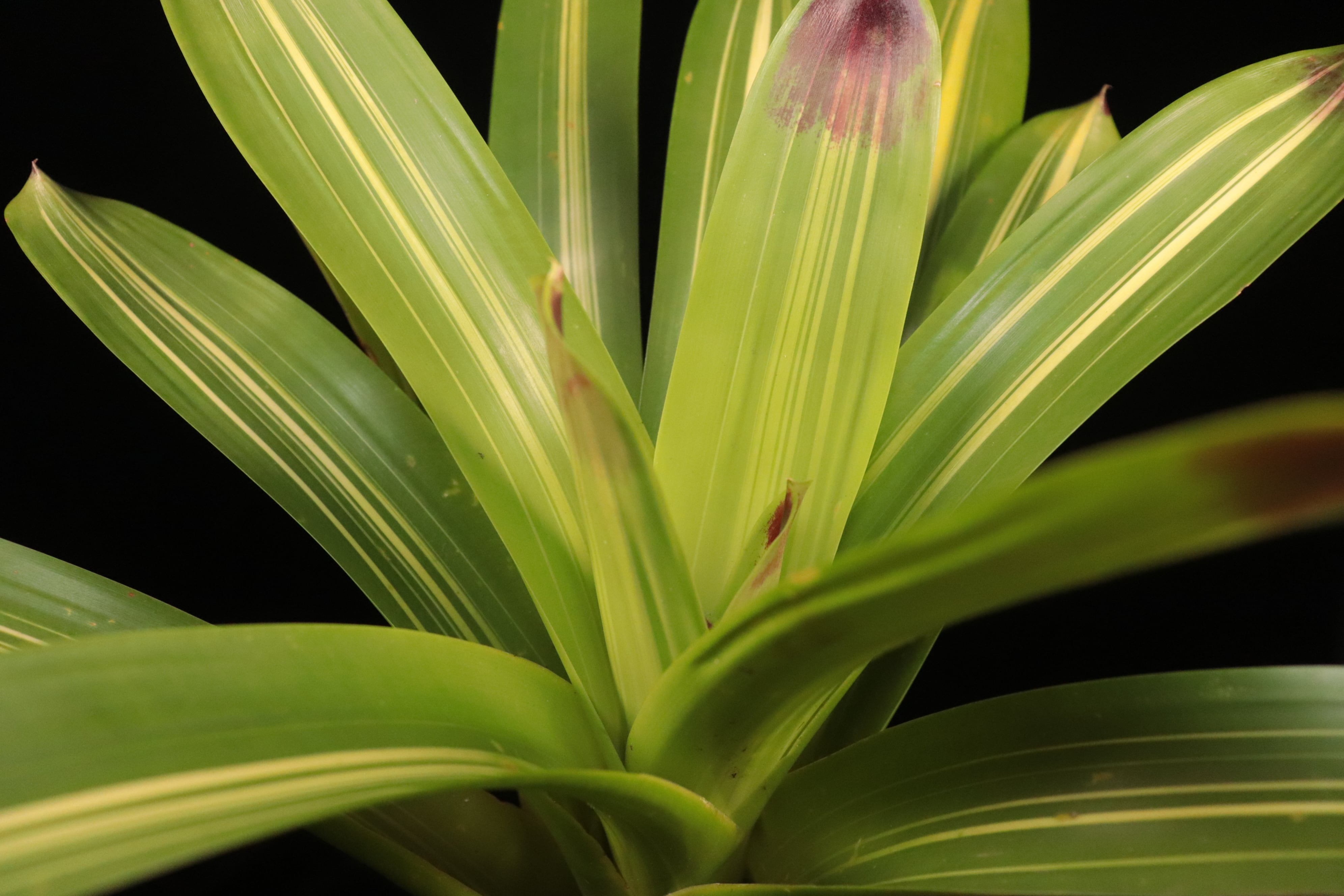 Vriesea 'Rafael'〔フリーセア〕V141 | plane plants