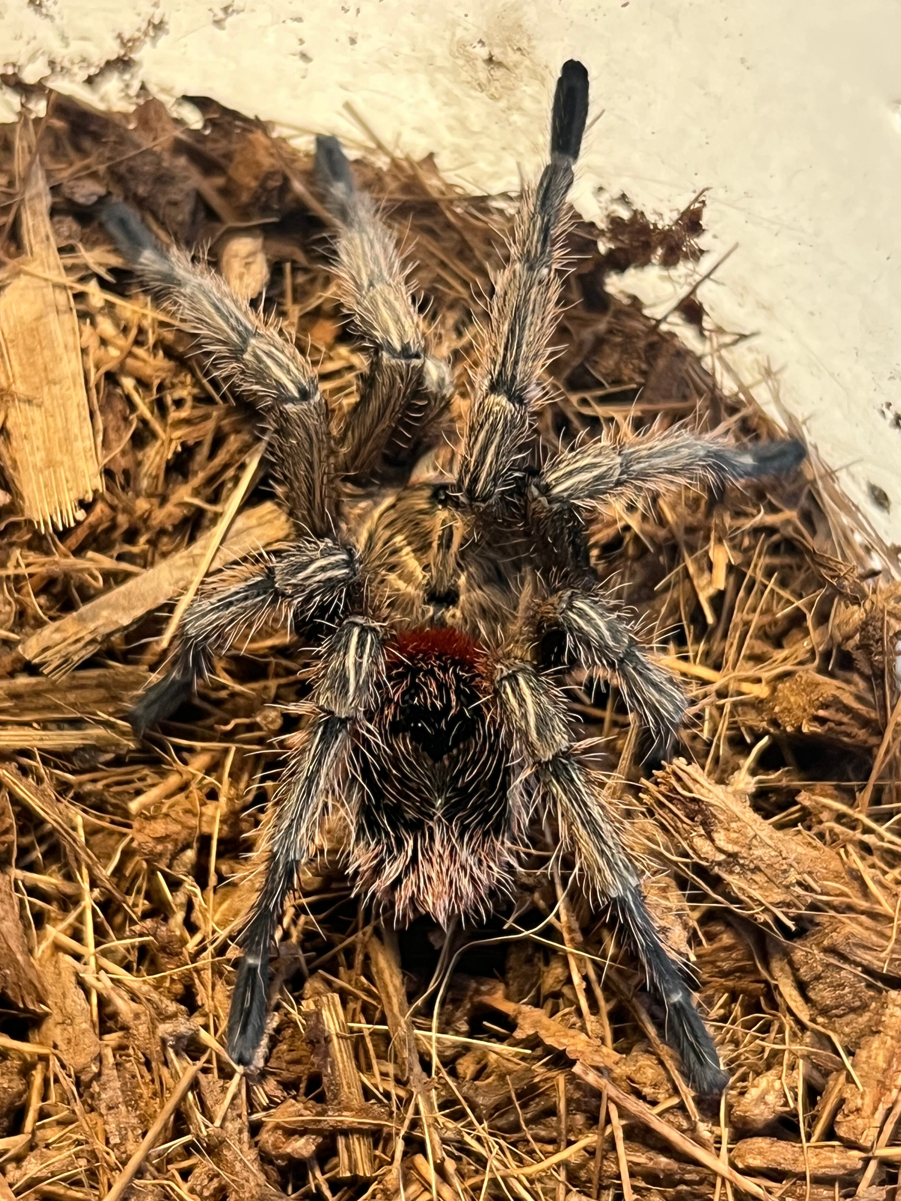 14mm♂】クワガタモドキゴミムシダマシ Calognathus昆虫標本 14mm