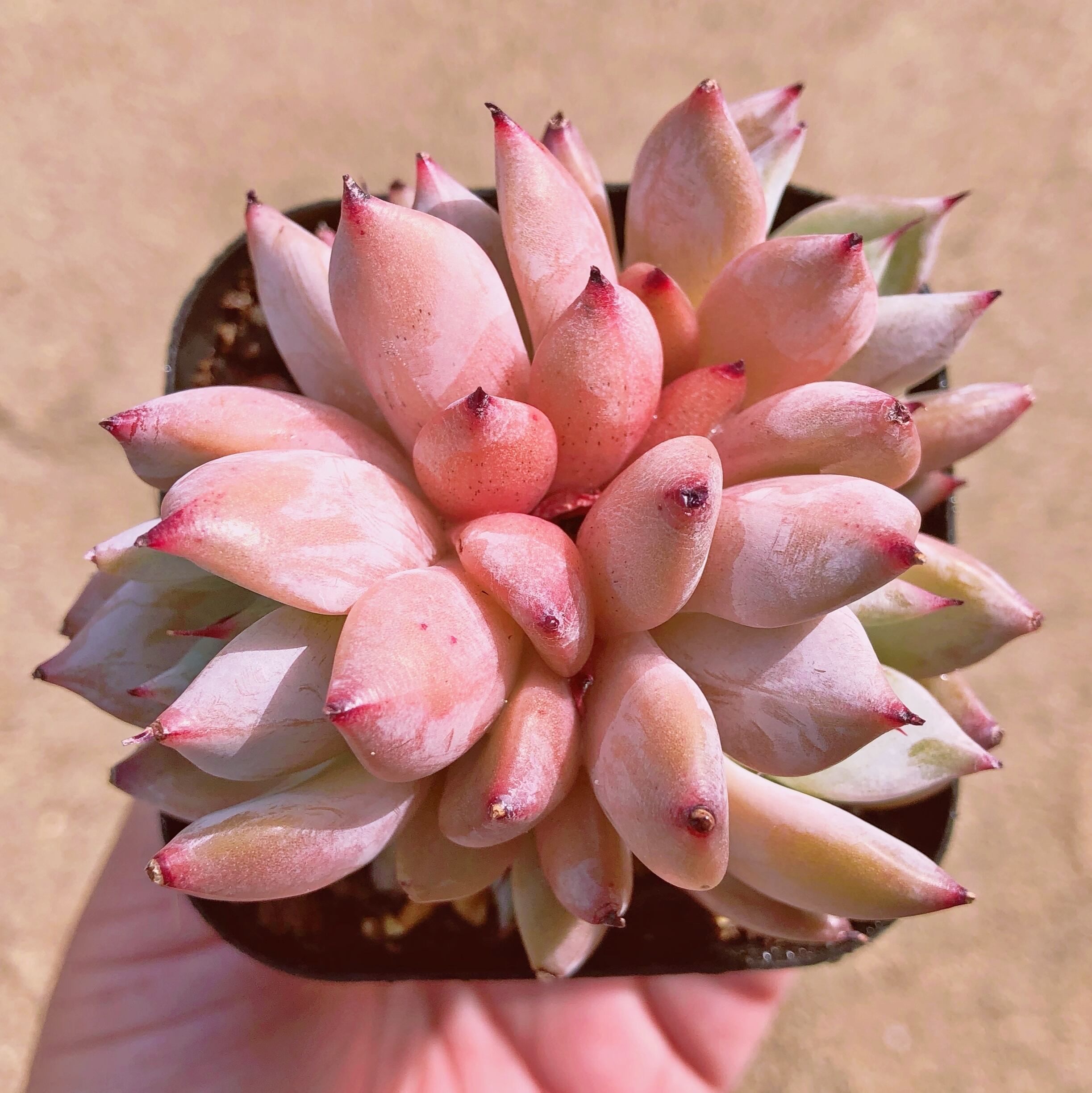 多肉植物　メキシコジャイアント　群生