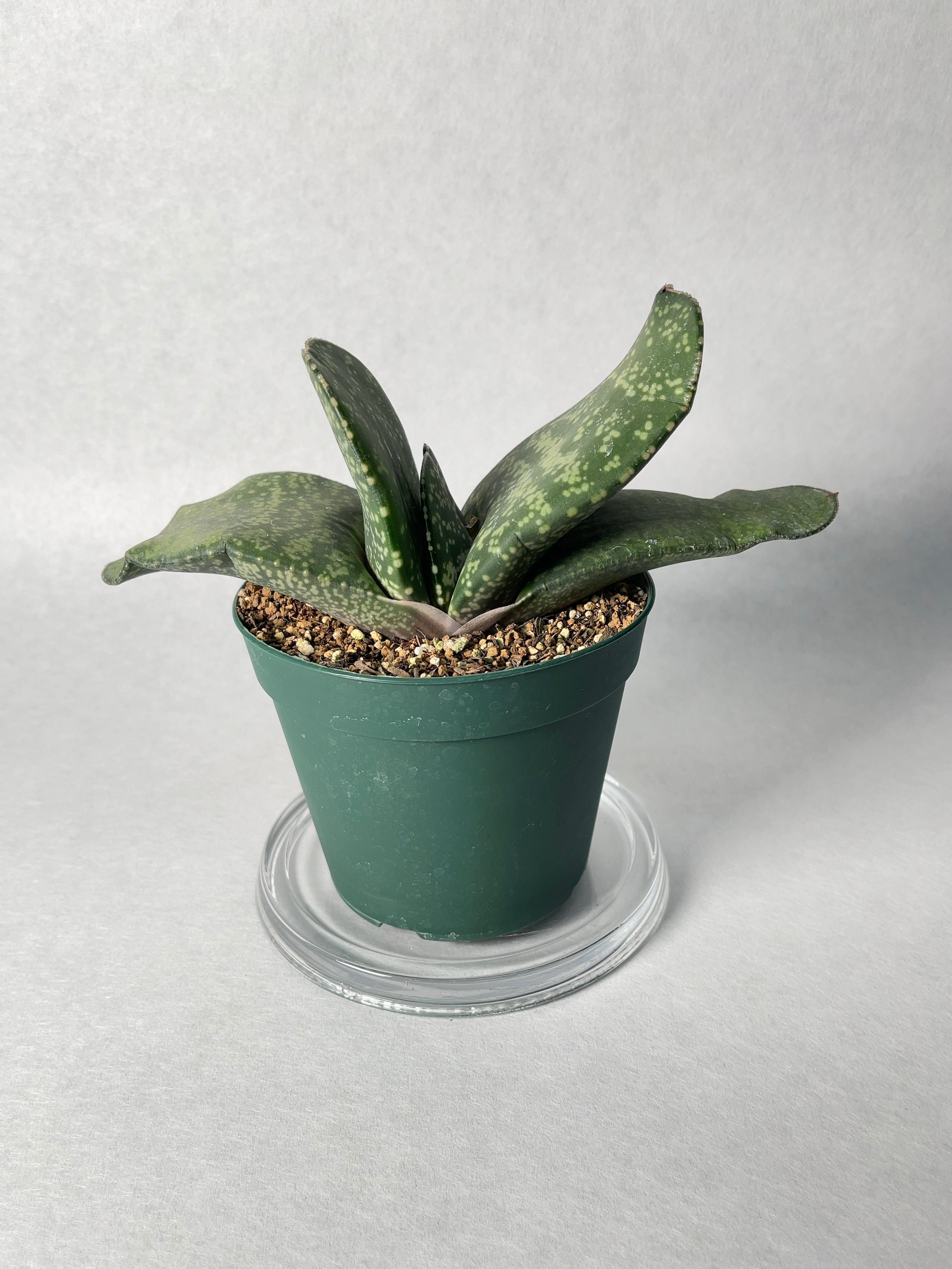 ガステリア・恐竜 | trigger