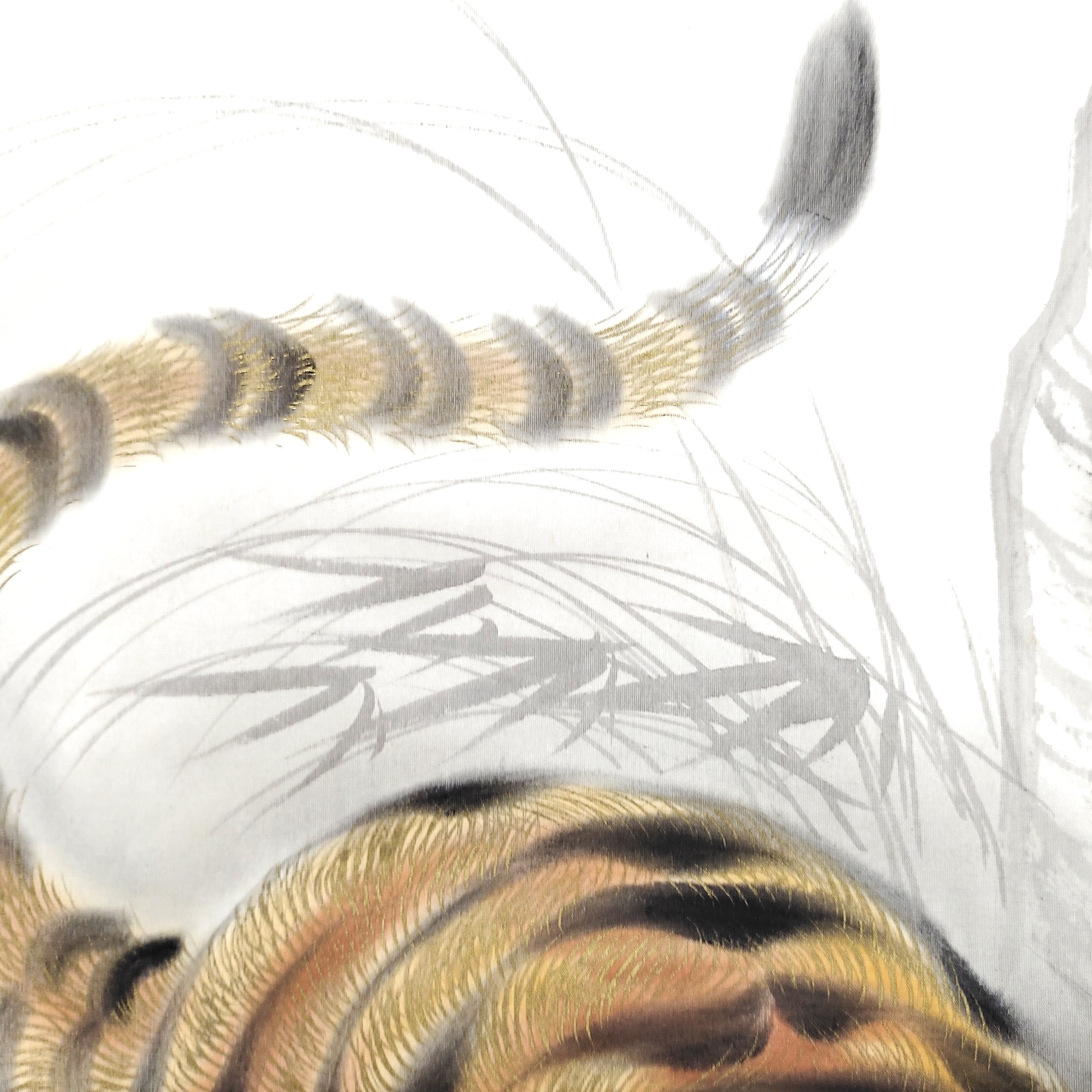 美松・猛虎図・掛軸・No.230503-14・梱包サイズ80 | リサイクル