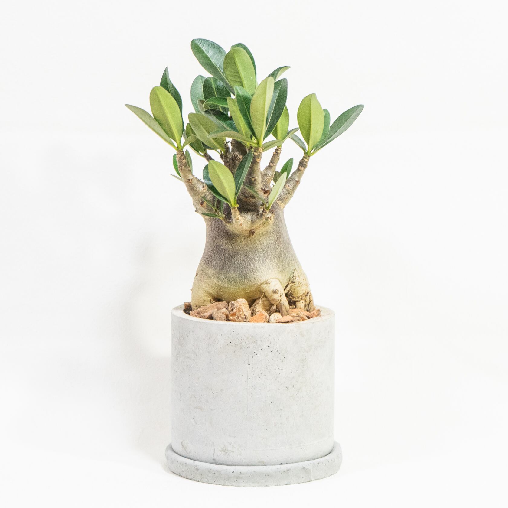 塊根植物 アデニウム・ブラック 黒肌が際立つ希少株を自作モルタル鉢に植え込みました