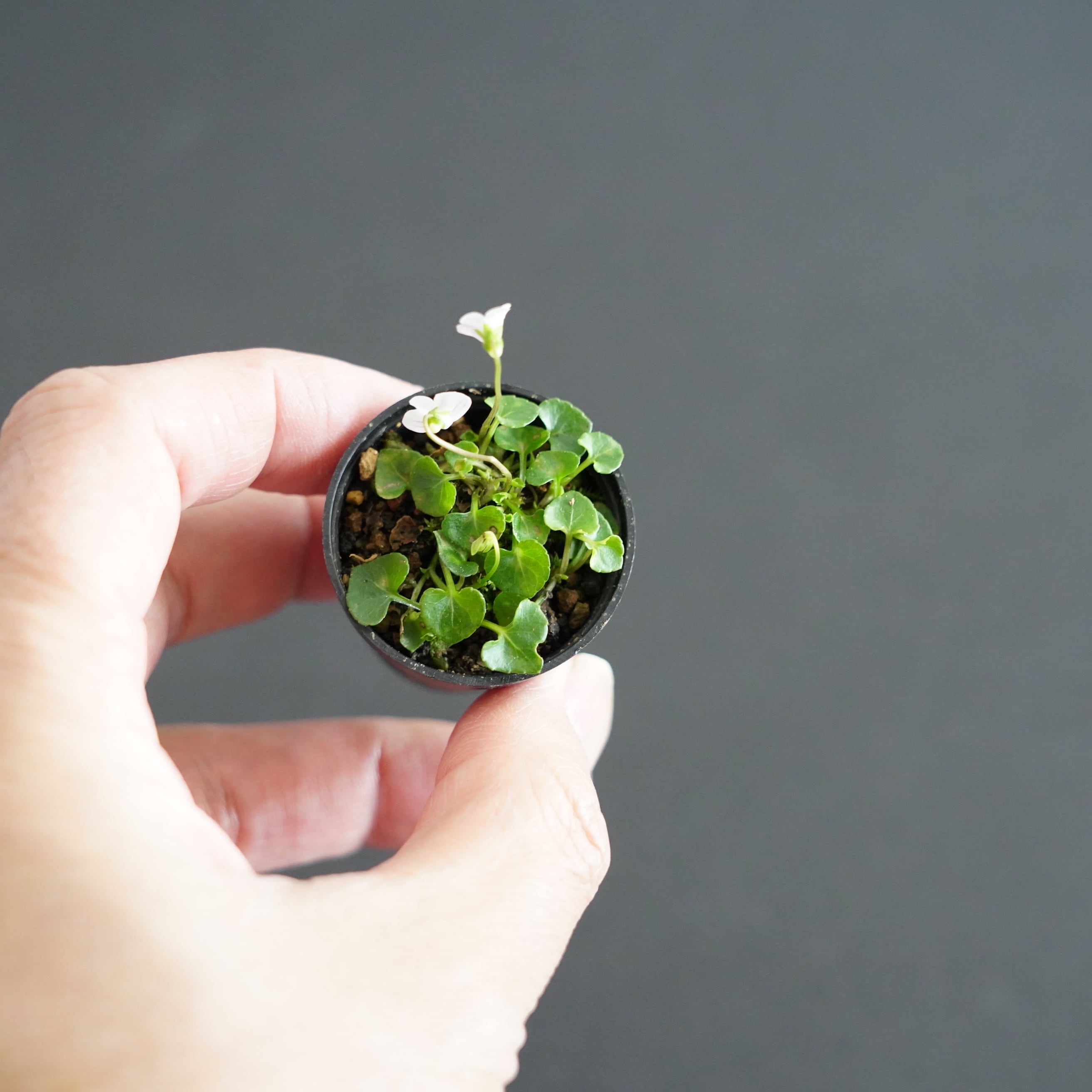 屋久島苔スミレ 苔テラリウム作製用素材 | 苔テラリウム専門ショップ道草