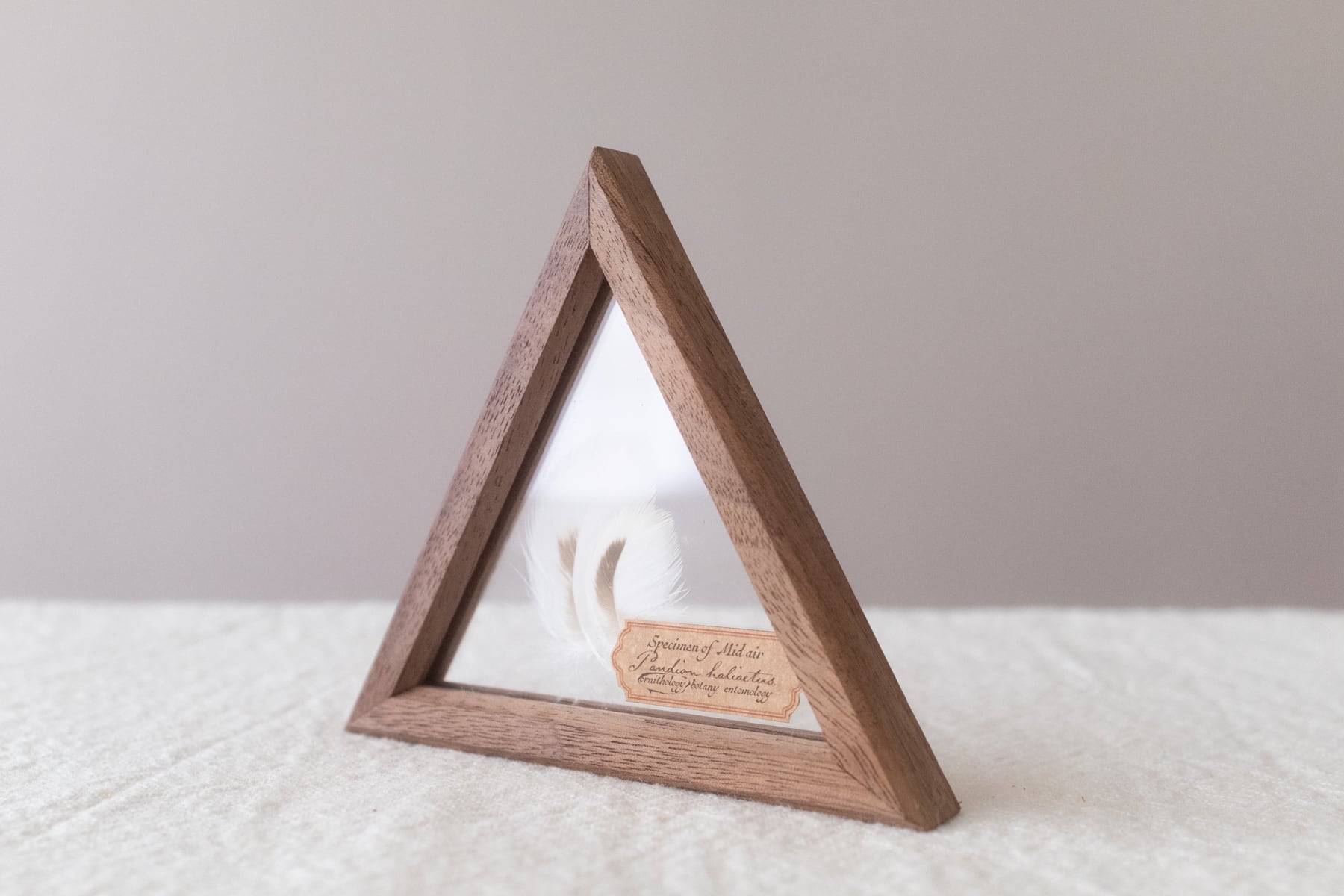 【ミソサザイ】 チョウゲンボウの羽標本 野鳥 鳥 羽根 チョウゲンボウの羽標本 ミソサザイ】 チョウゲンボウの