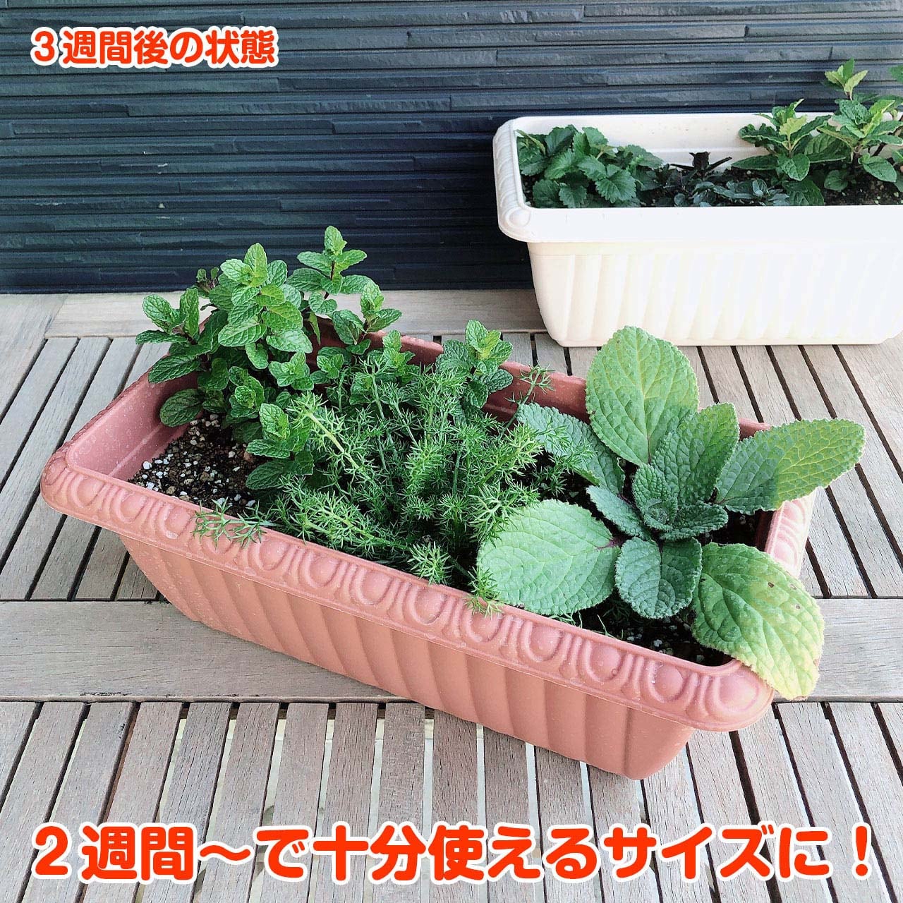 ハーブ 栽培キット（レリーフプランター 茶 受皿付 苗4個） | ハーブ苗