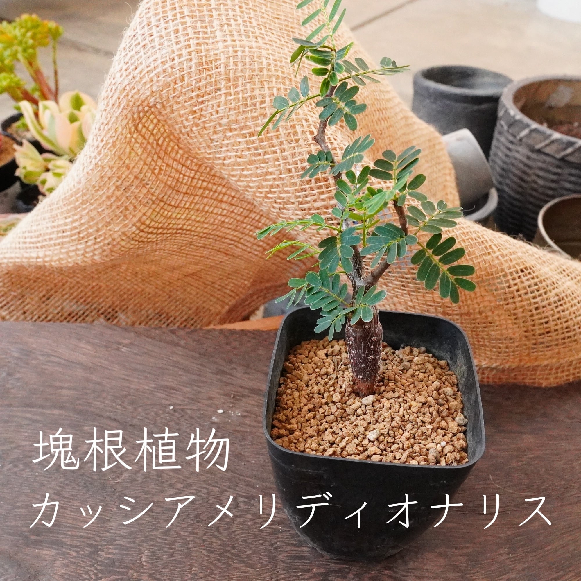 ストレリチア ストレチア 花芽付き レギネ 10号 120㎝ 大 | Pay ID