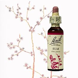 全38種類 | バッチフラワーレメディの選定販売 | グッドライフプレア