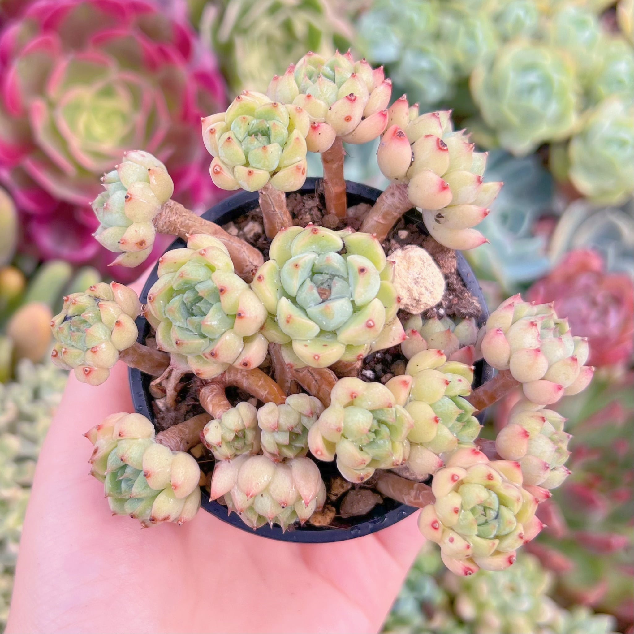 現品　マチカ#1168　るる農園