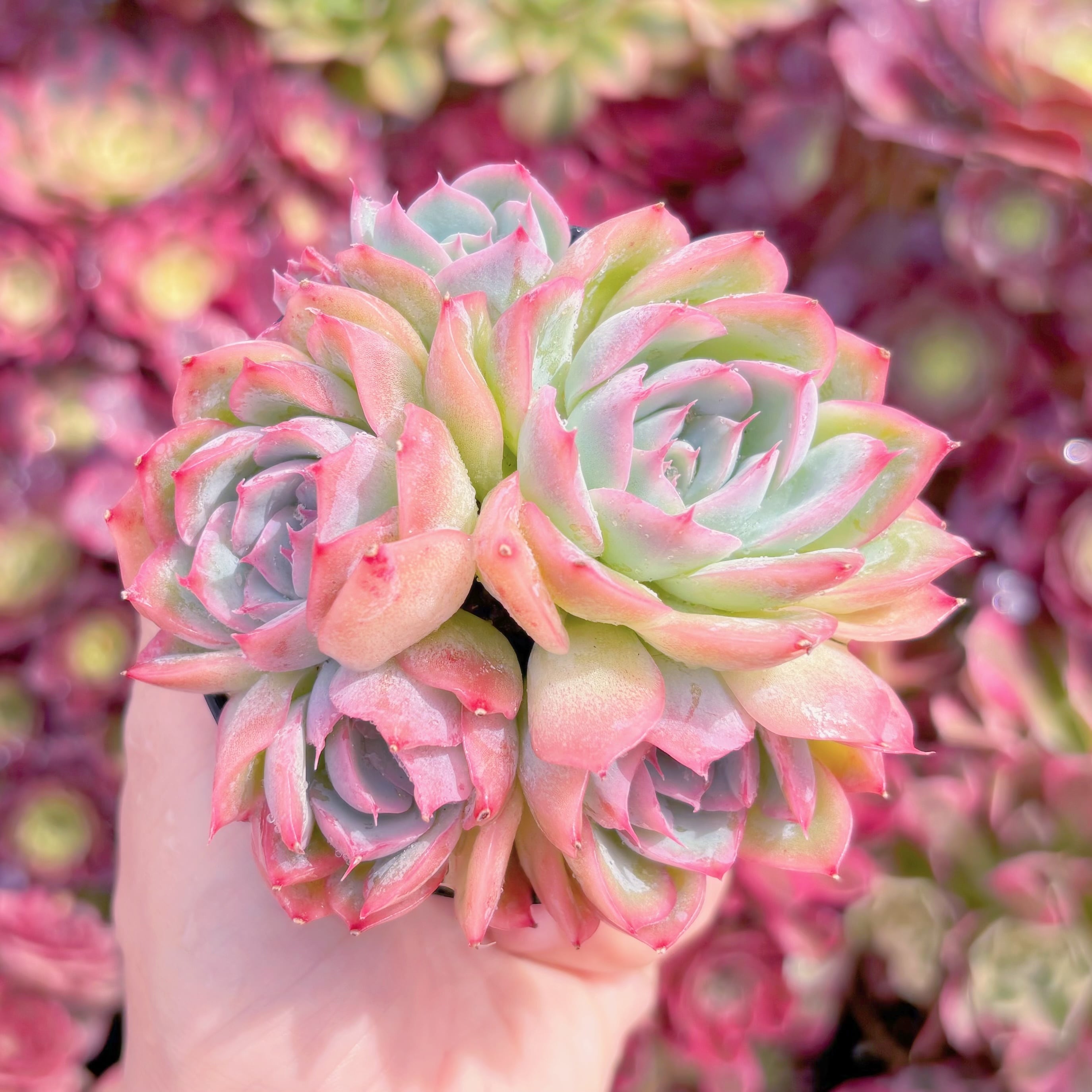 現品　シルエット#K579　群生　るる農園