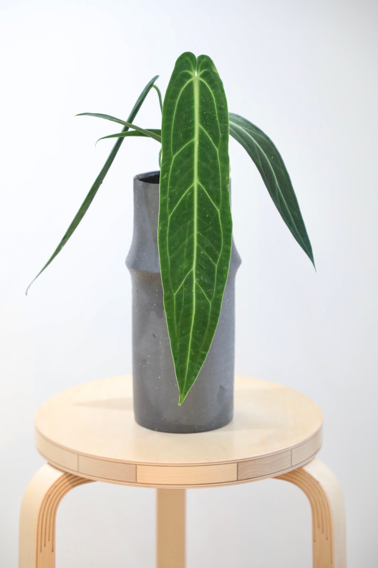 ひ*き様 YM900 052 アンスリウム・ワロクアナム M】アンスリウム ワロクアナム/Anthurium | 【厳選植物・器】MIDORI