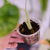 Alocasia dragon scale varigated②│アロカシア ドラゴンスケール 斑入│観葉植物