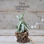 【送料無料】streptophylla M〔エアプランツ〕現品発送T2524