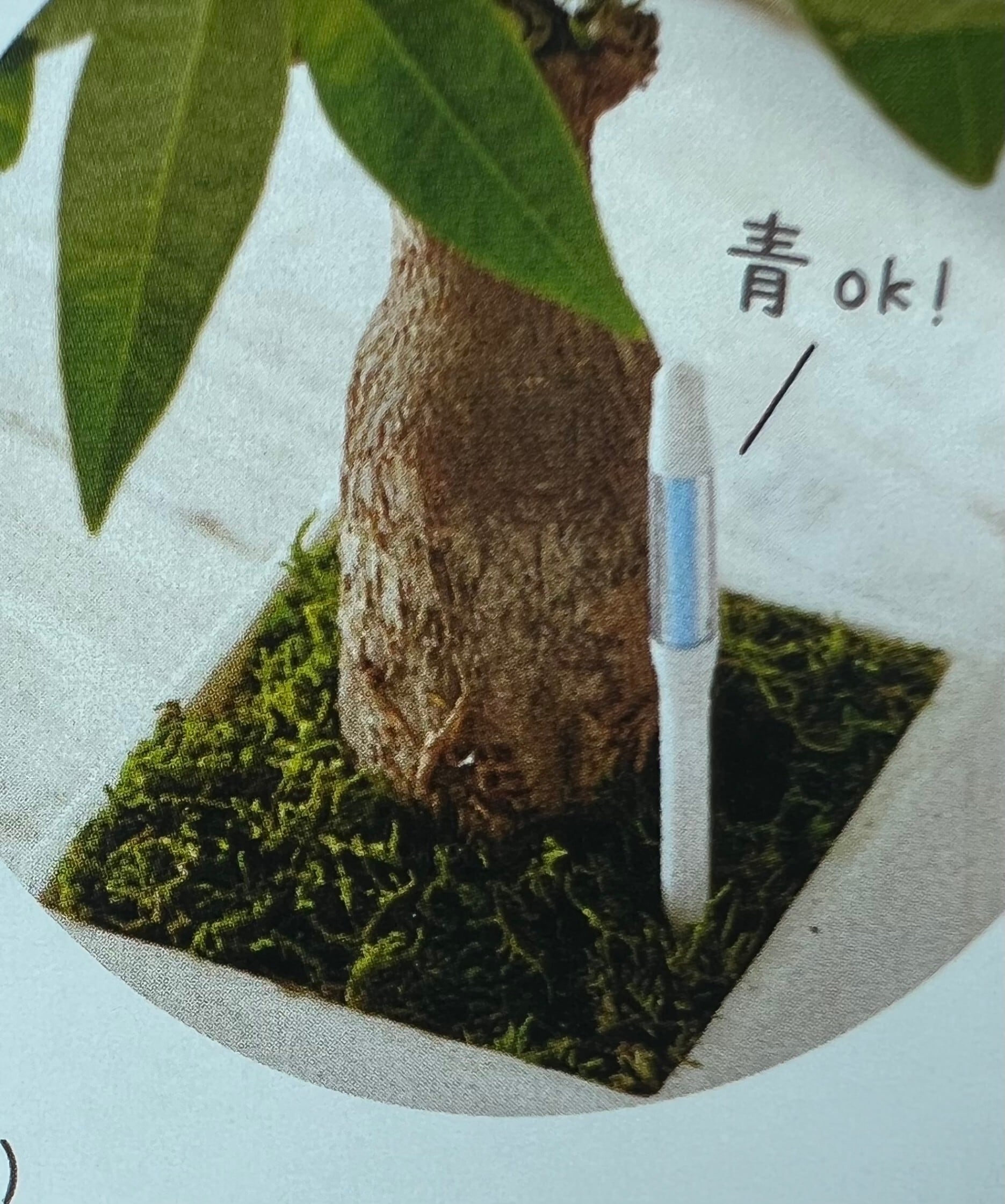 水やりチェッカー 6号〜12号鉢用 | greenveil