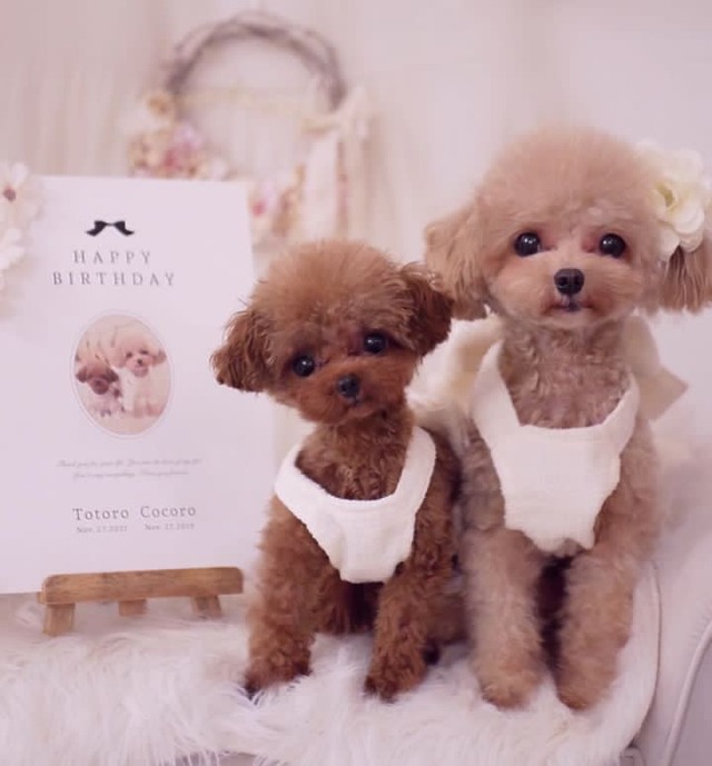 【インクパッド付き】Birthdayうちの子肉球ポスター